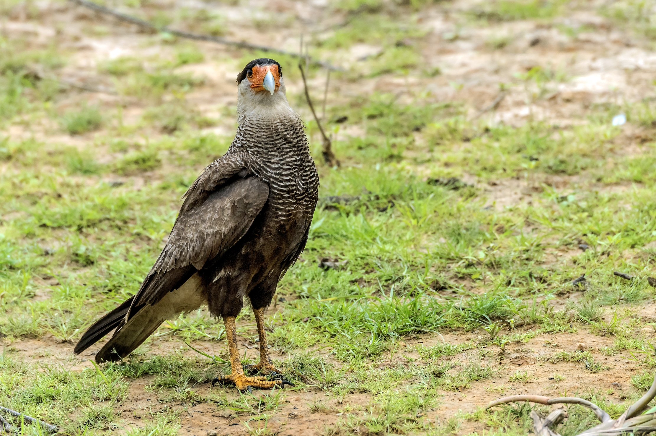 Pantanal 2015 - KaraKara
