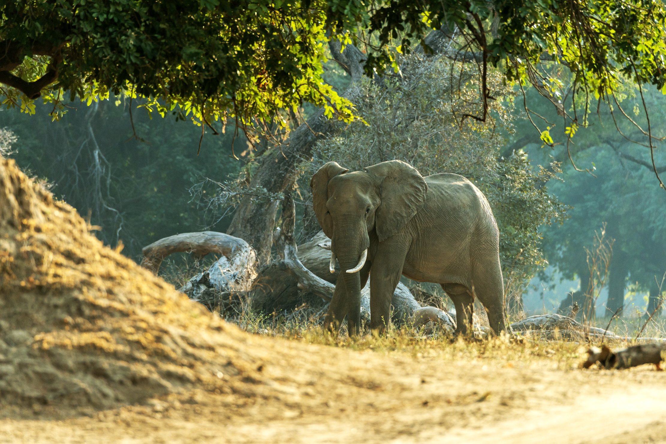 Zimbawe 2015 - All'alba