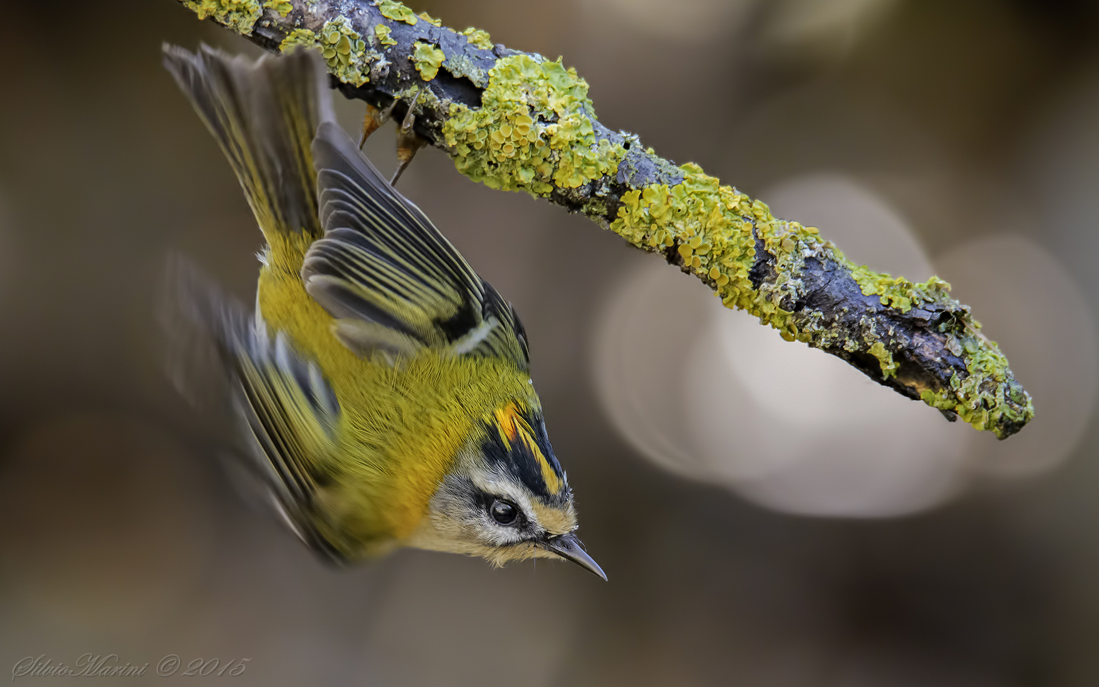 Fiorrancino (Regulus ignicapillus)