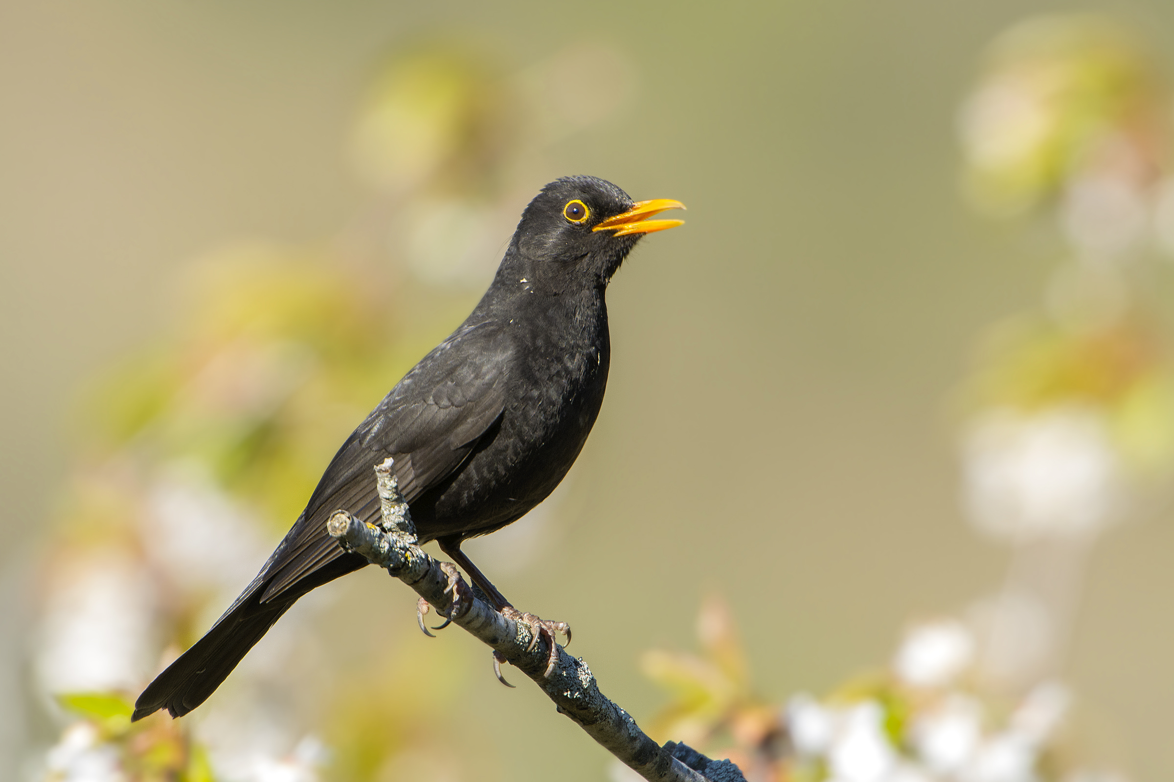 Blackbird singing ...