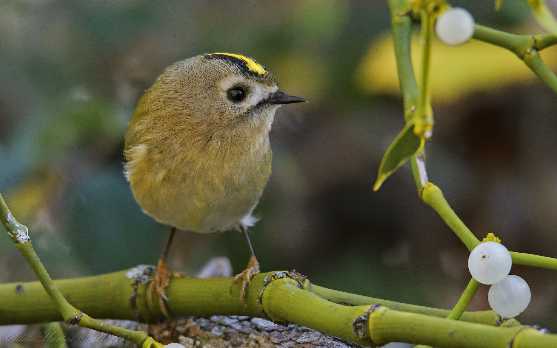 ruler (Regulus regulus)