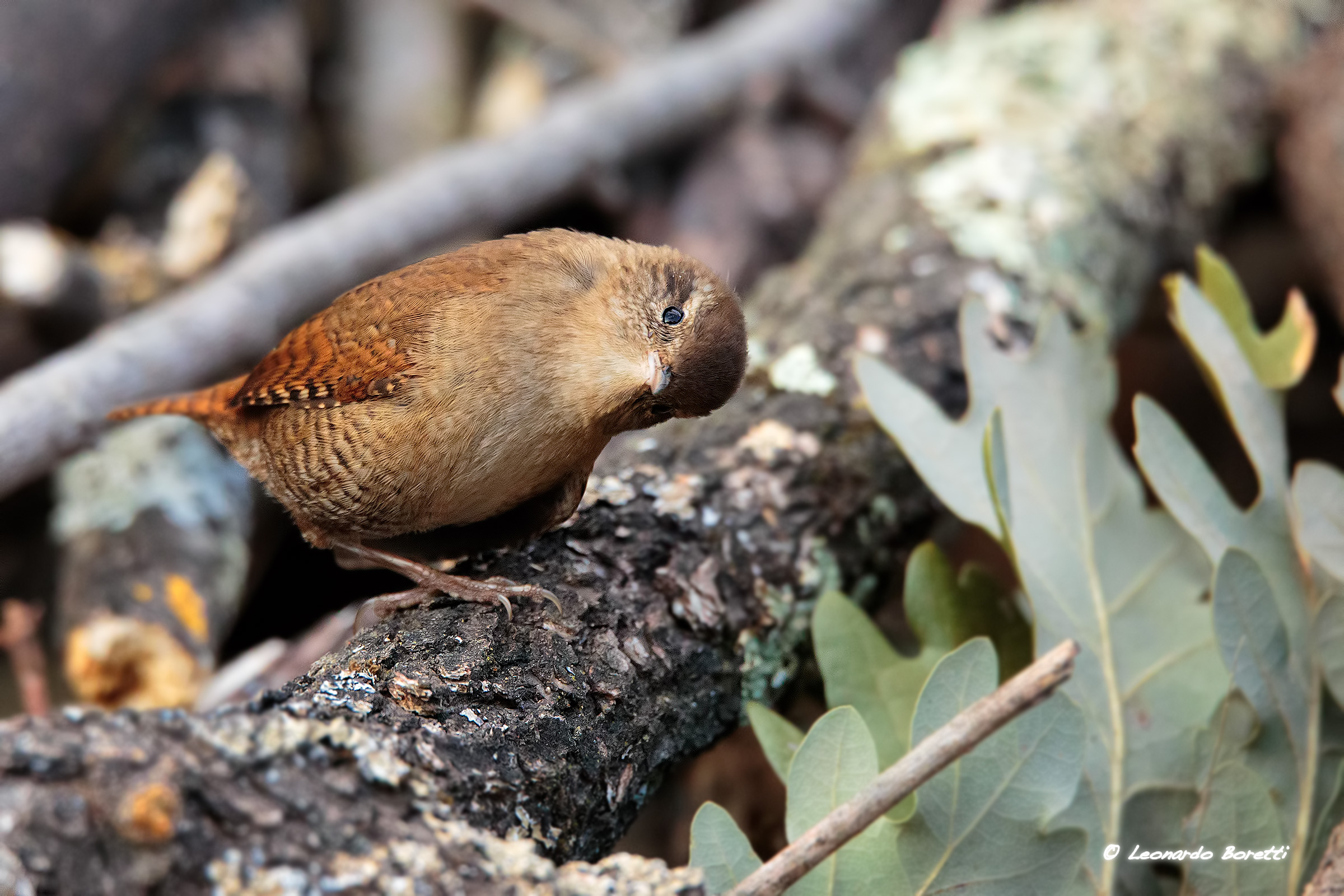 Wren