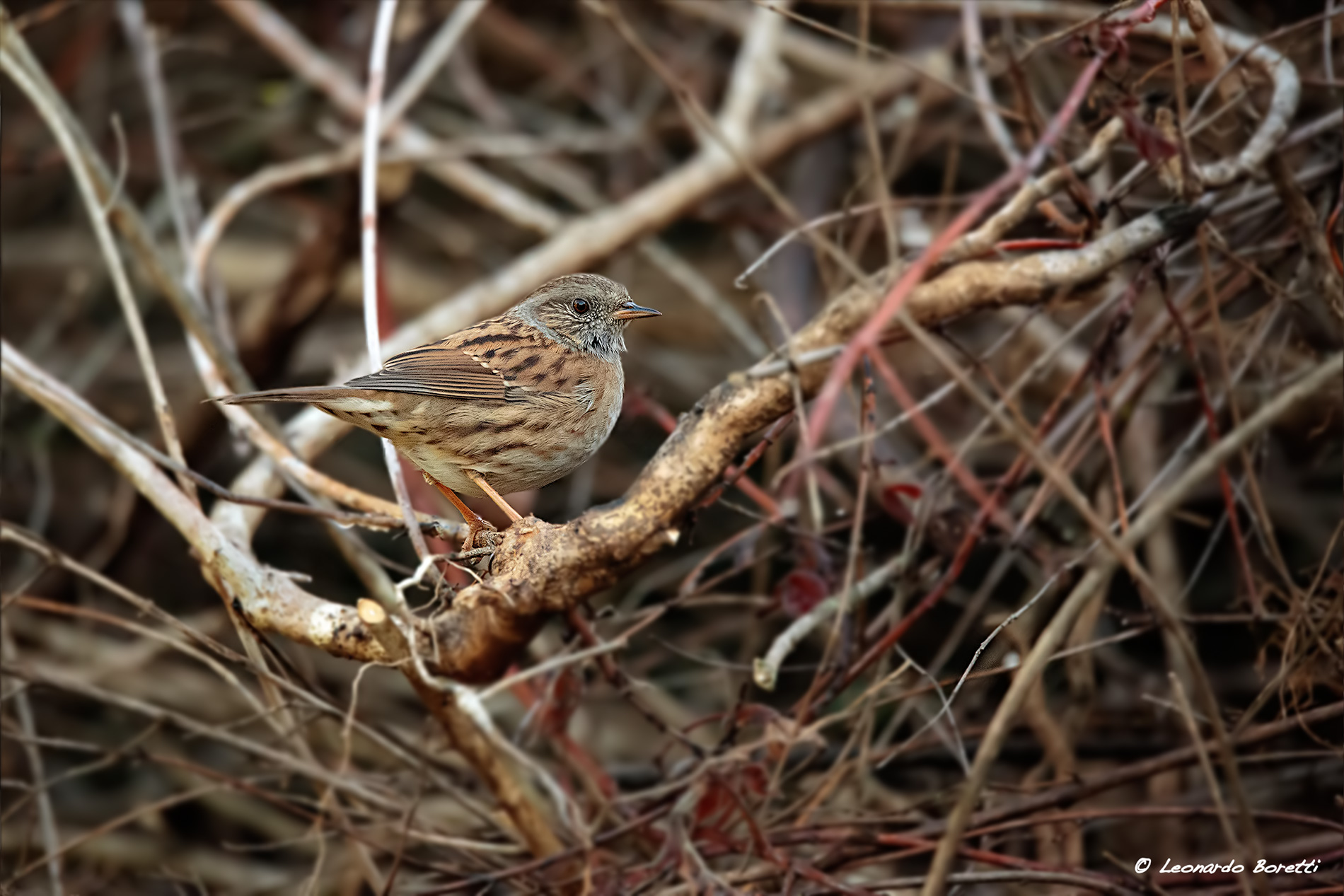 Dunnock