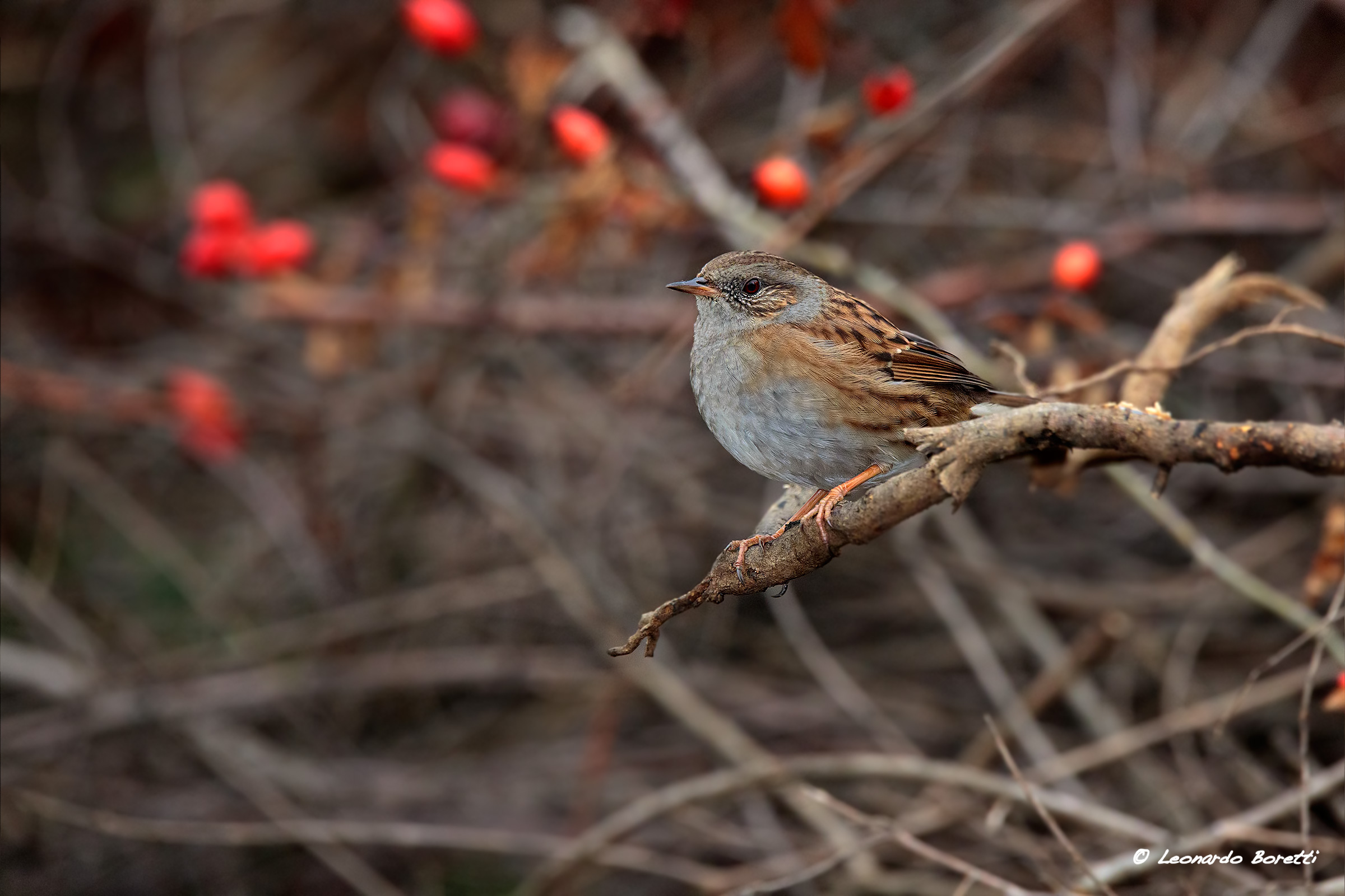 Dunnock