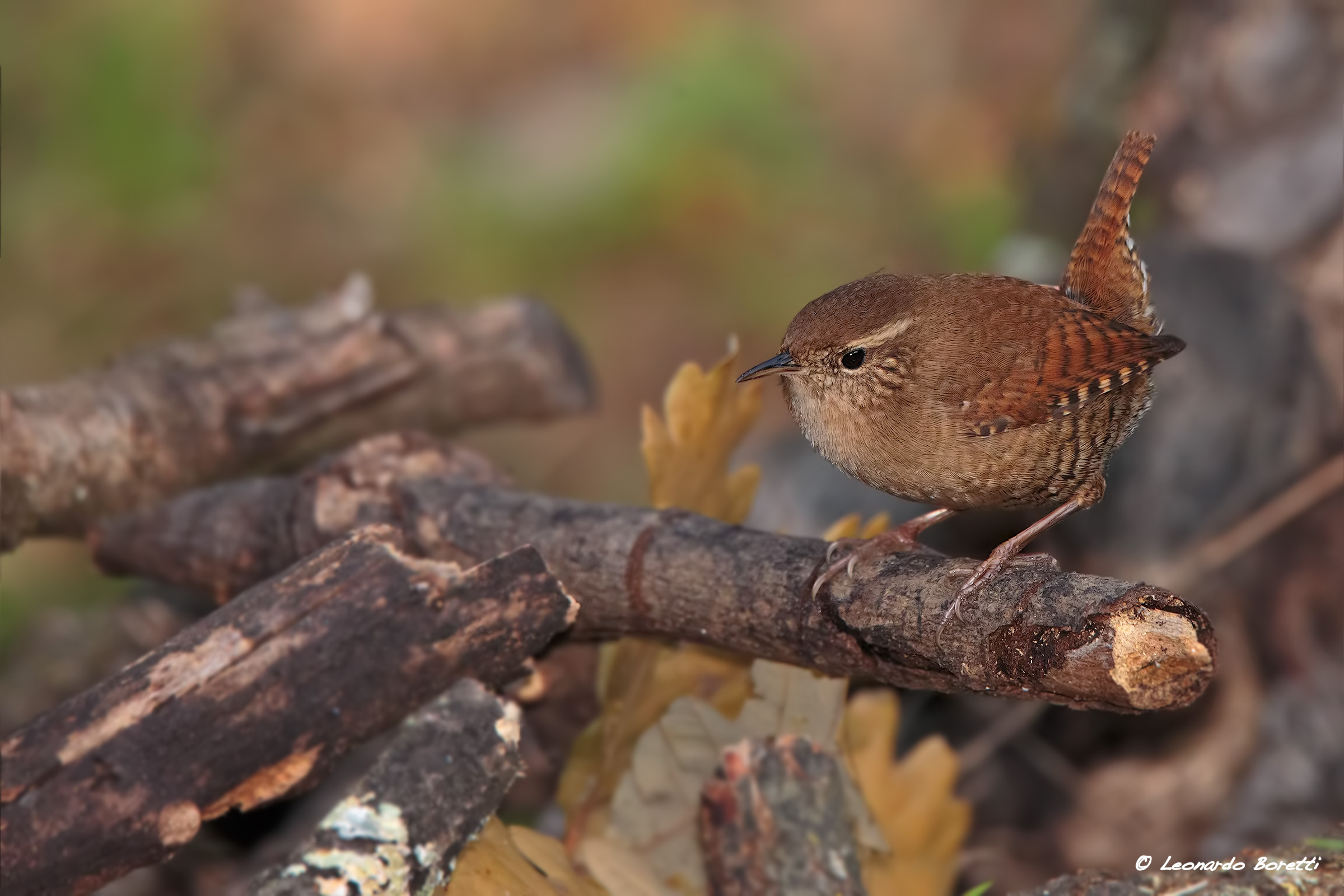 Wren