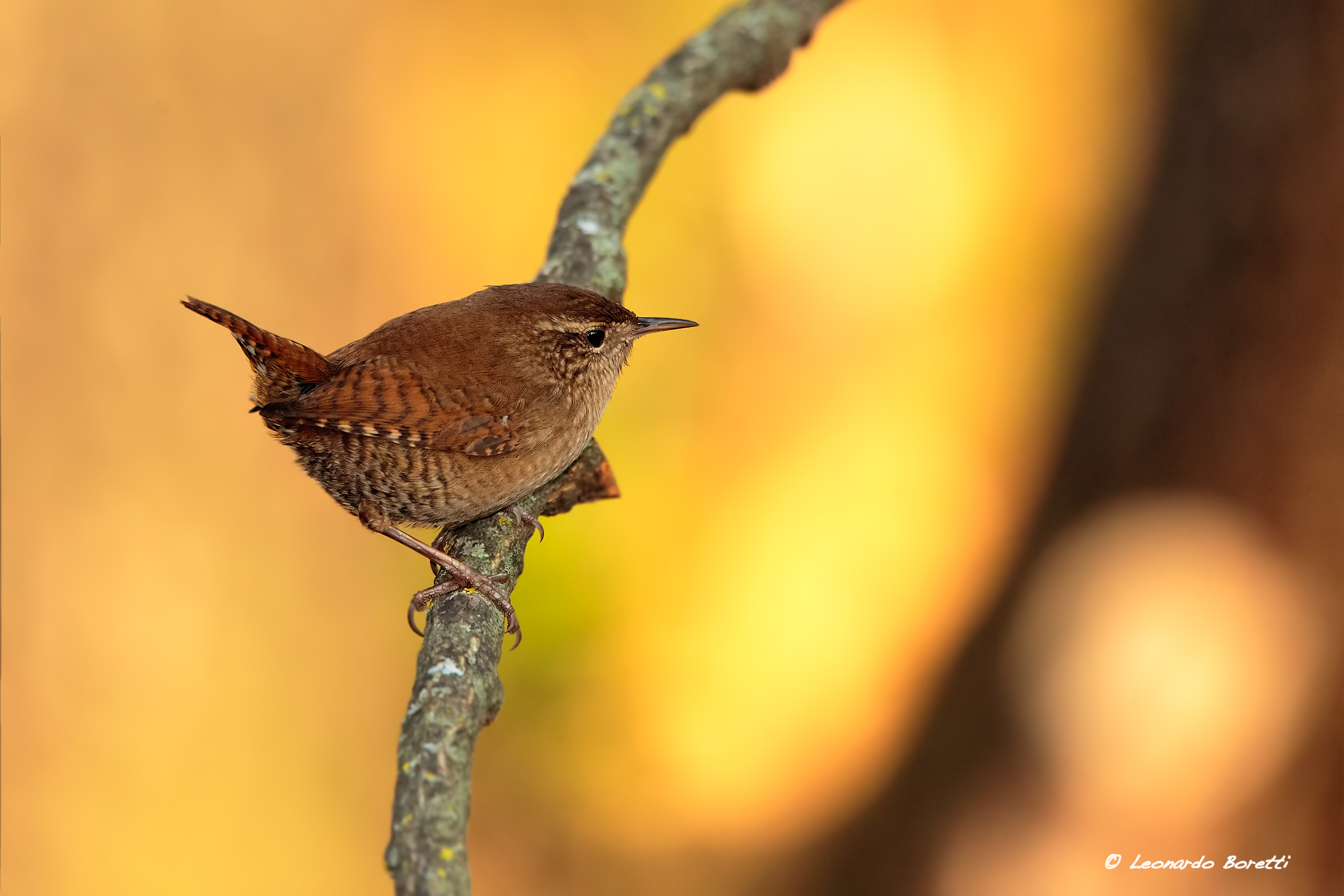 Wren