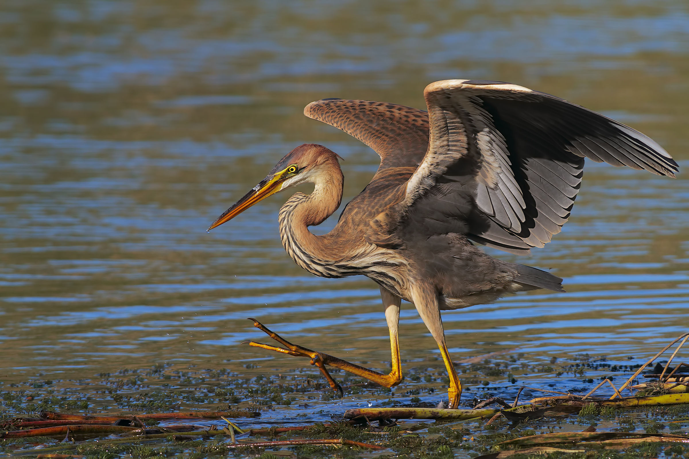 the dance of the hunt