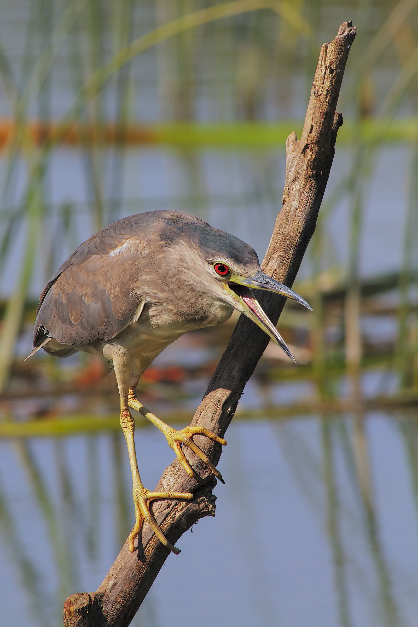 che stai a fa ohhh!!!!oooohhh!!! se te piglio te tronco