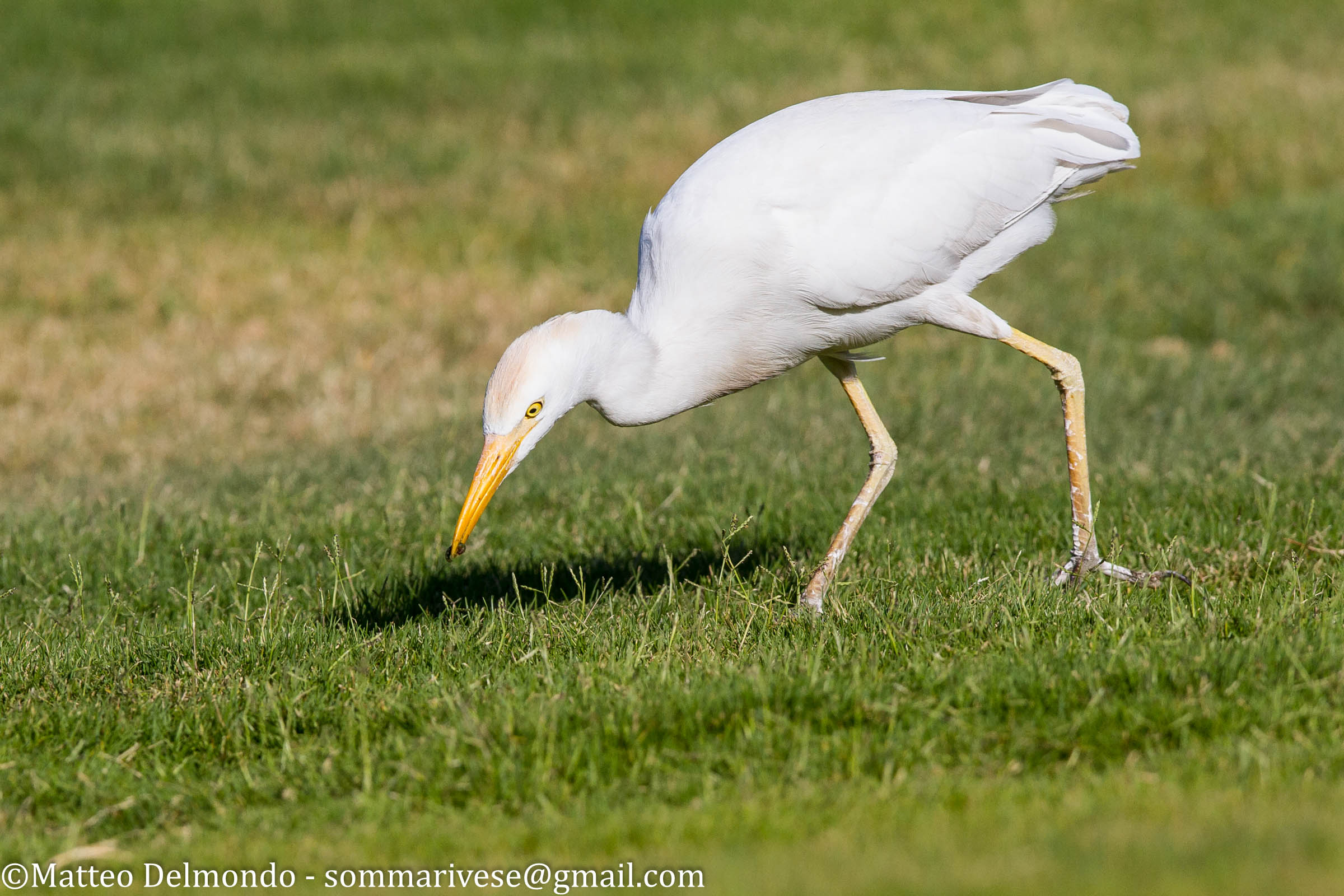 Cattle Egret