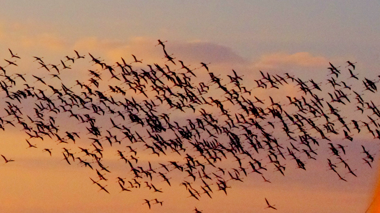 stormo di fenicotteri