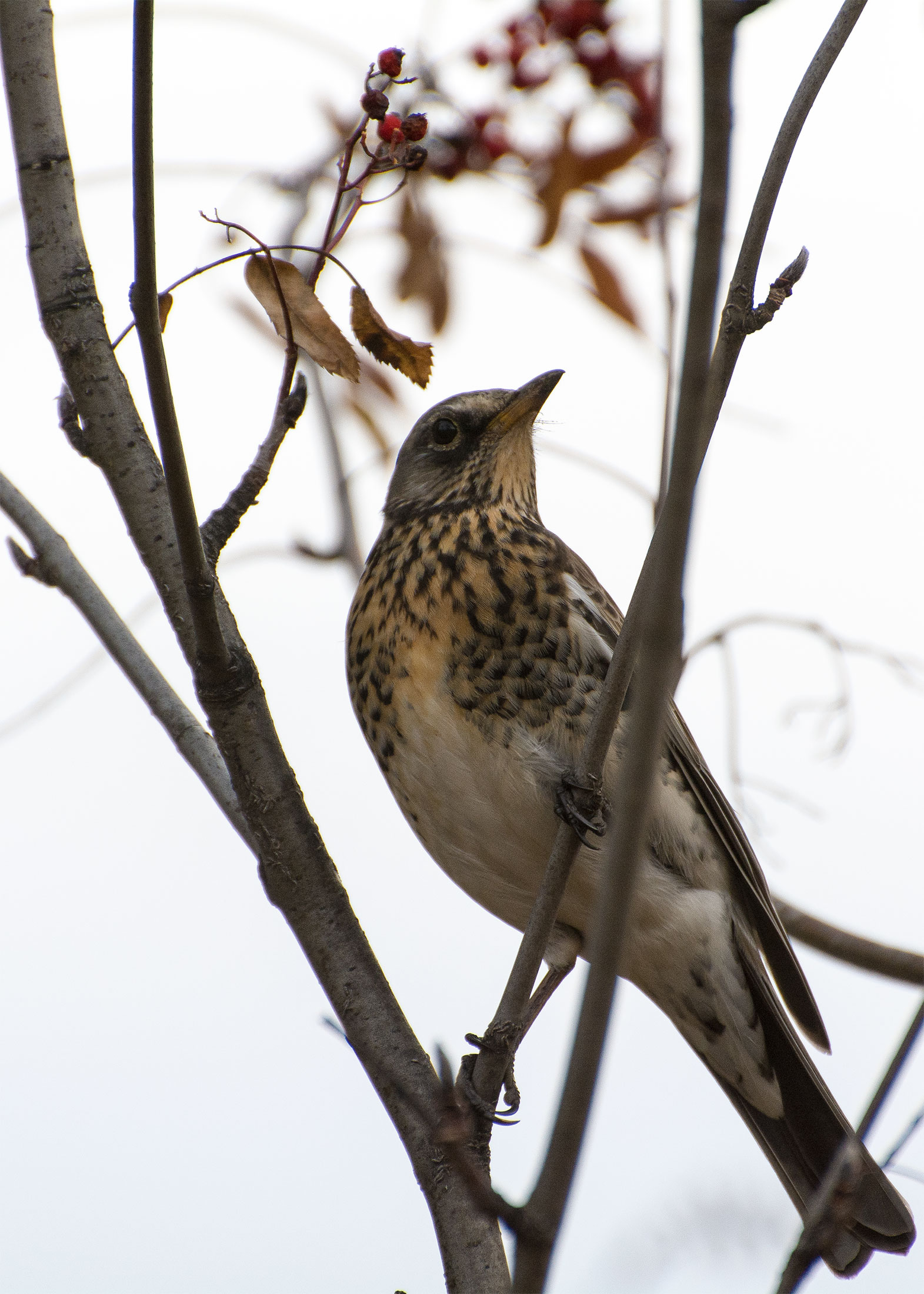 thrush