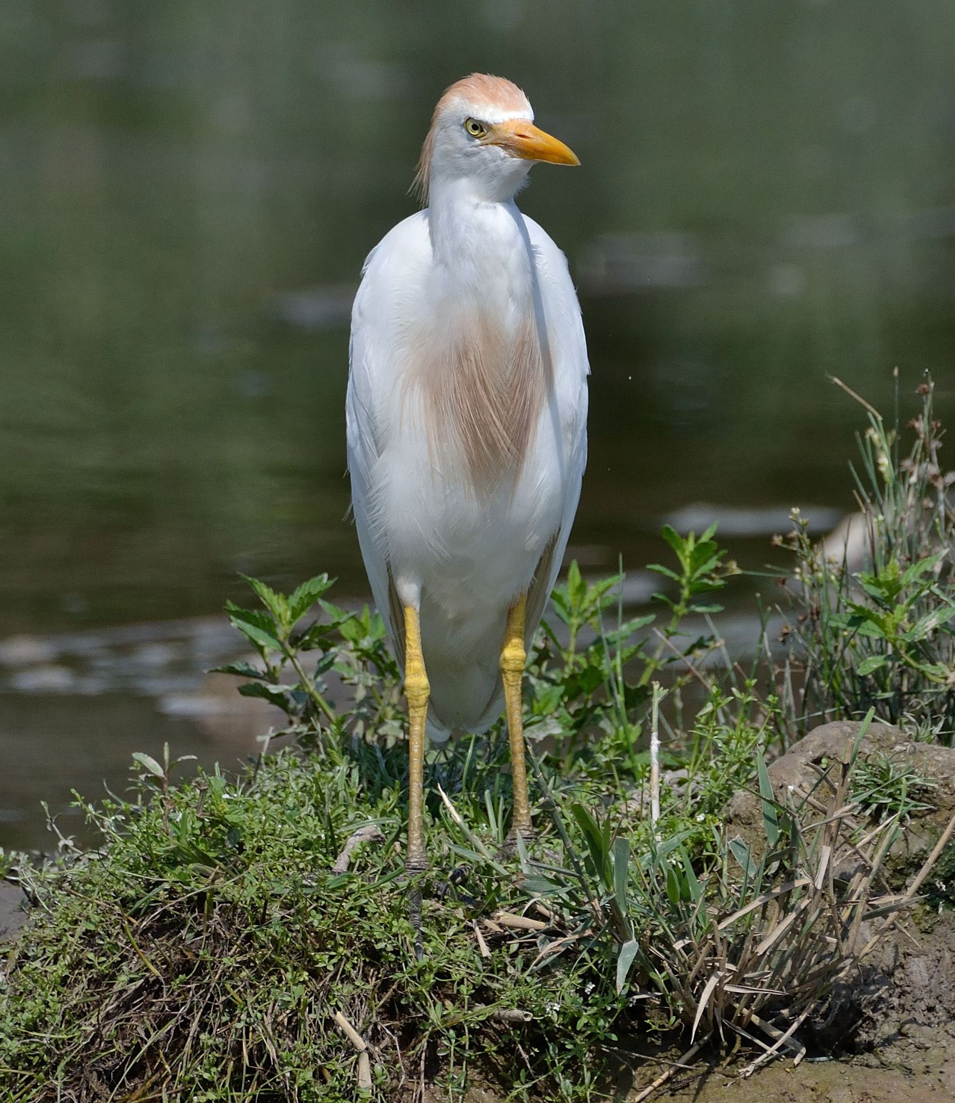 Cattle Egret