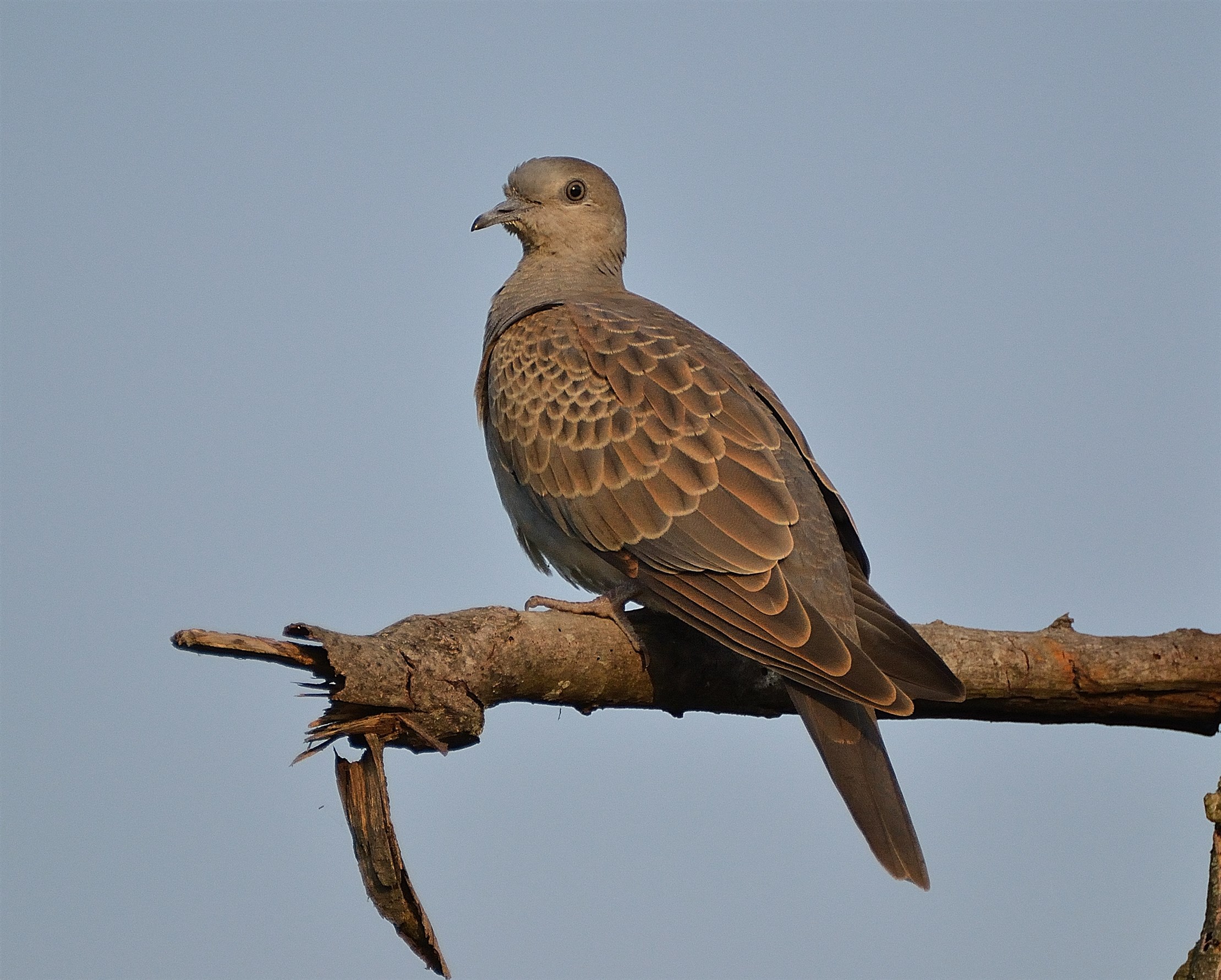 turtledove