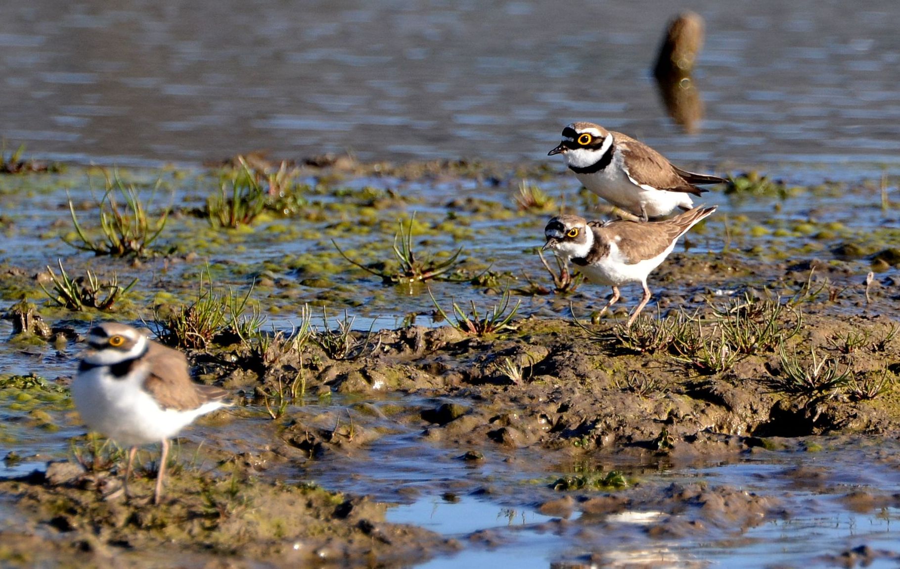 little ringed plover