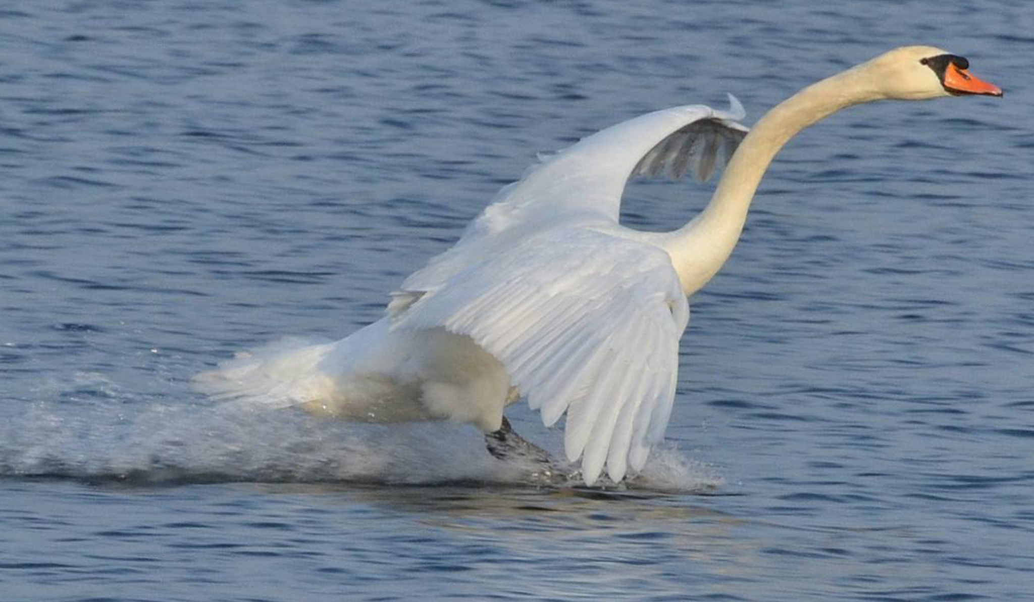swan landing