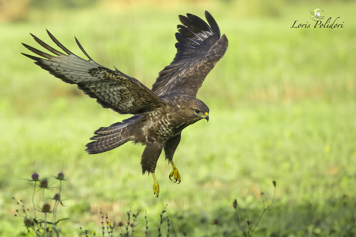 un'altra poiana in arrivo
