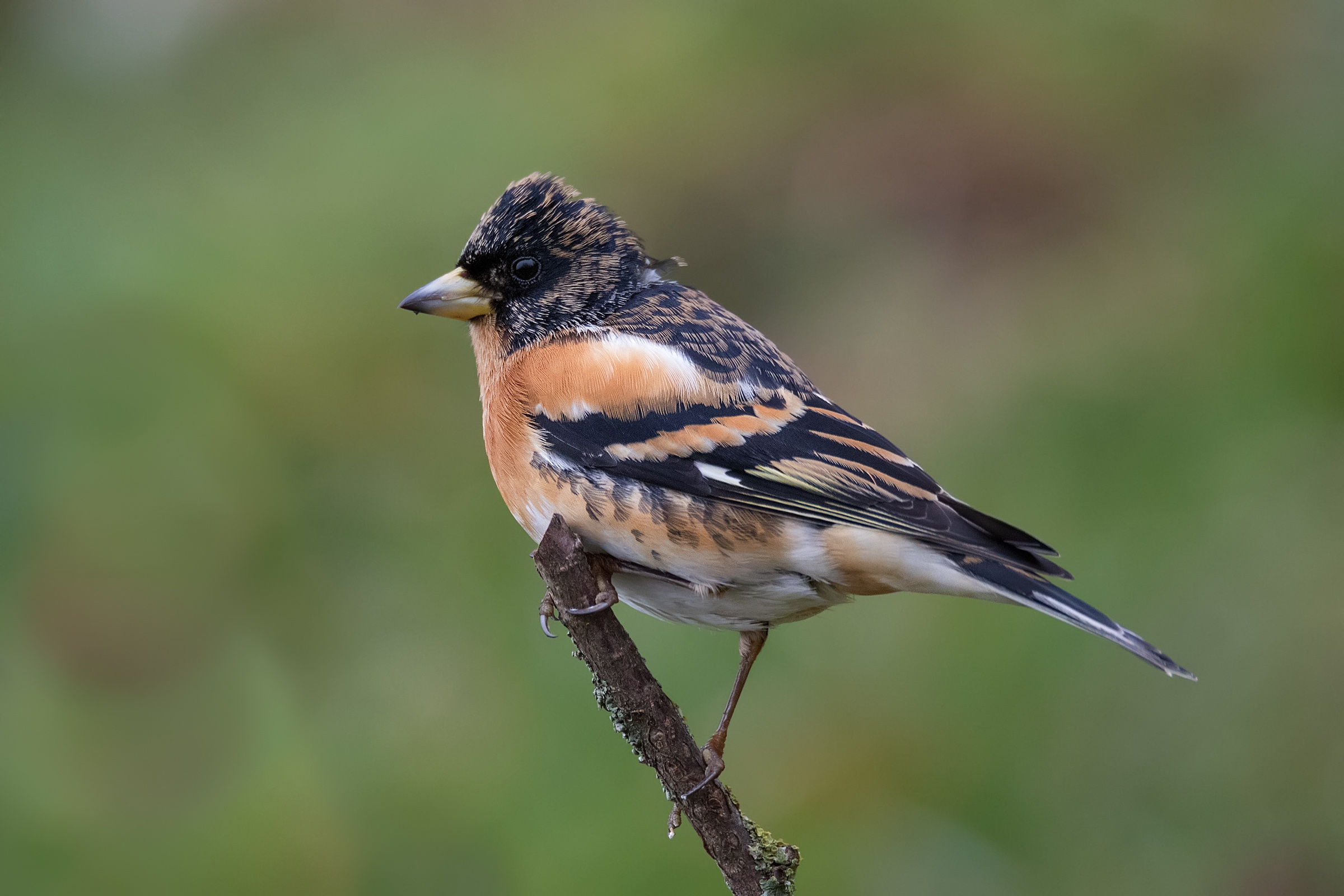 Brambling