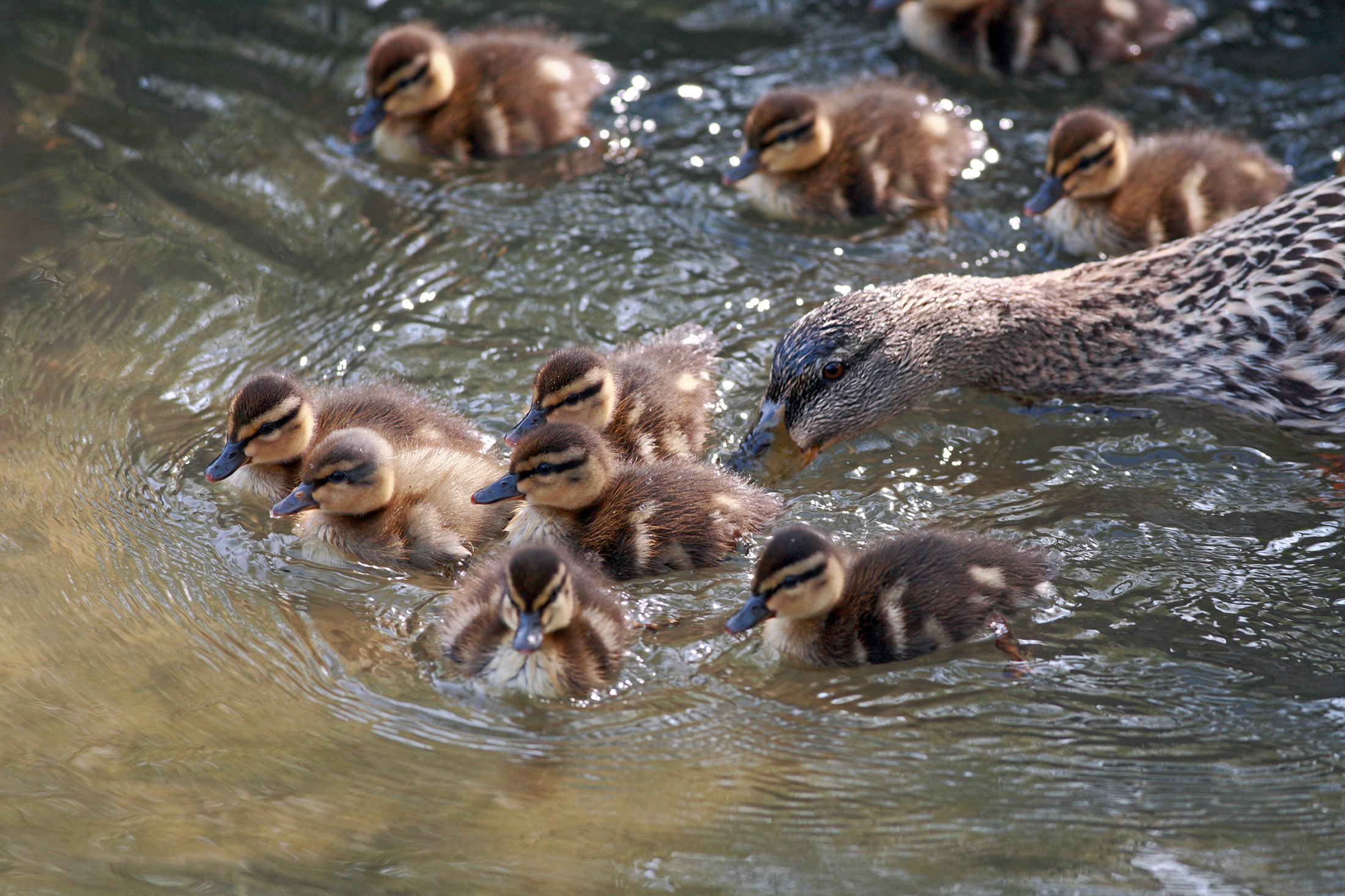 Incitamento ai pulcini