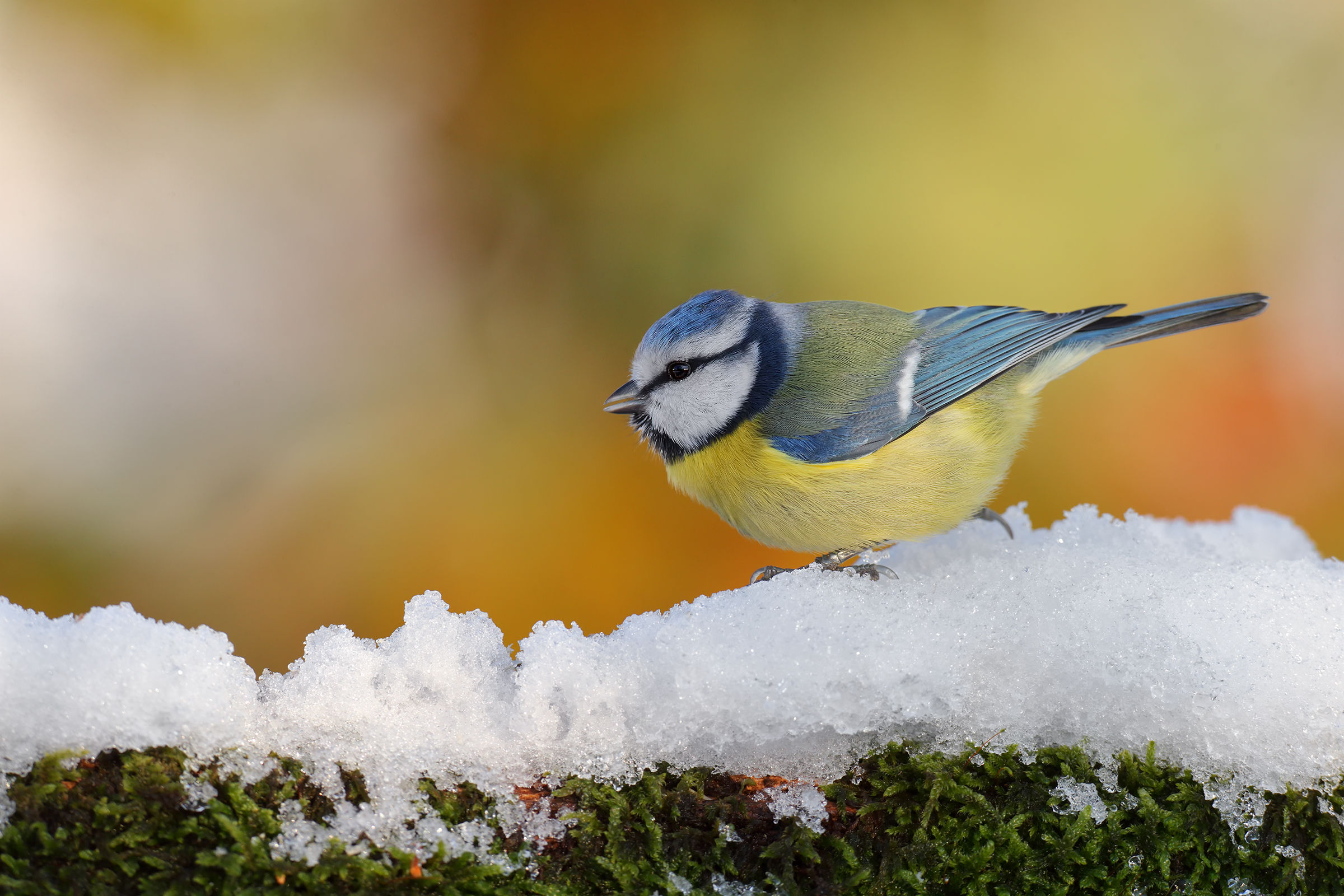 Tit and first snow
