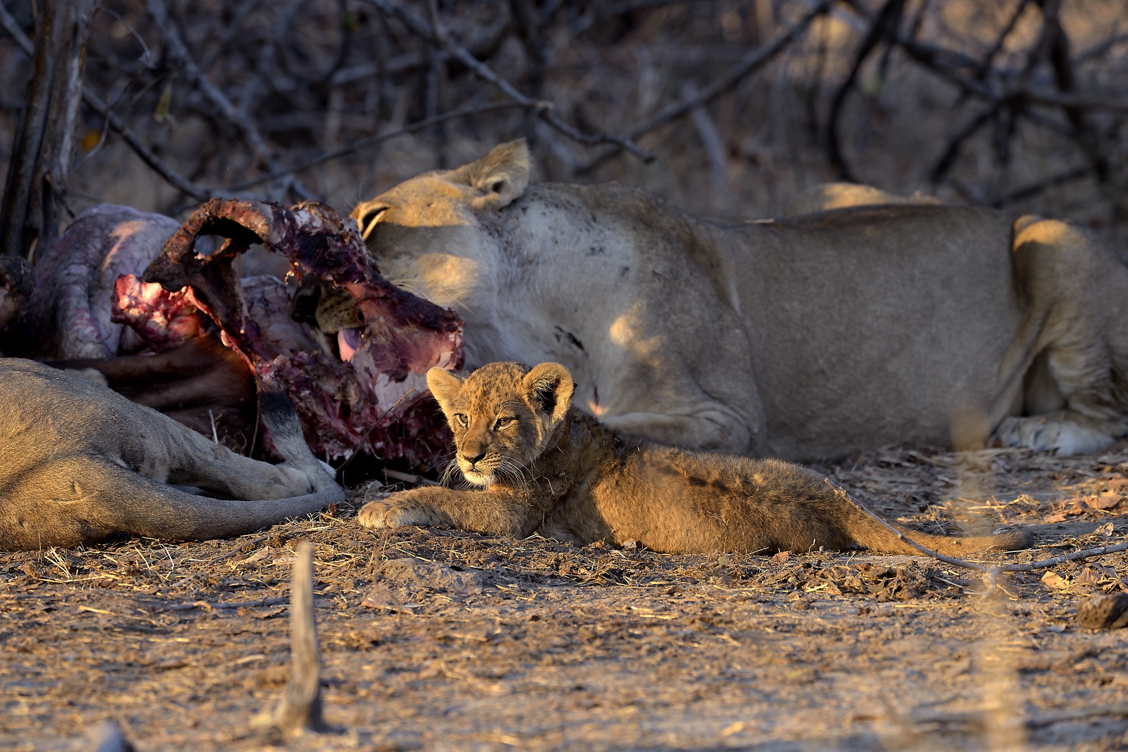 Zambia 2015  -  Sulla preda
