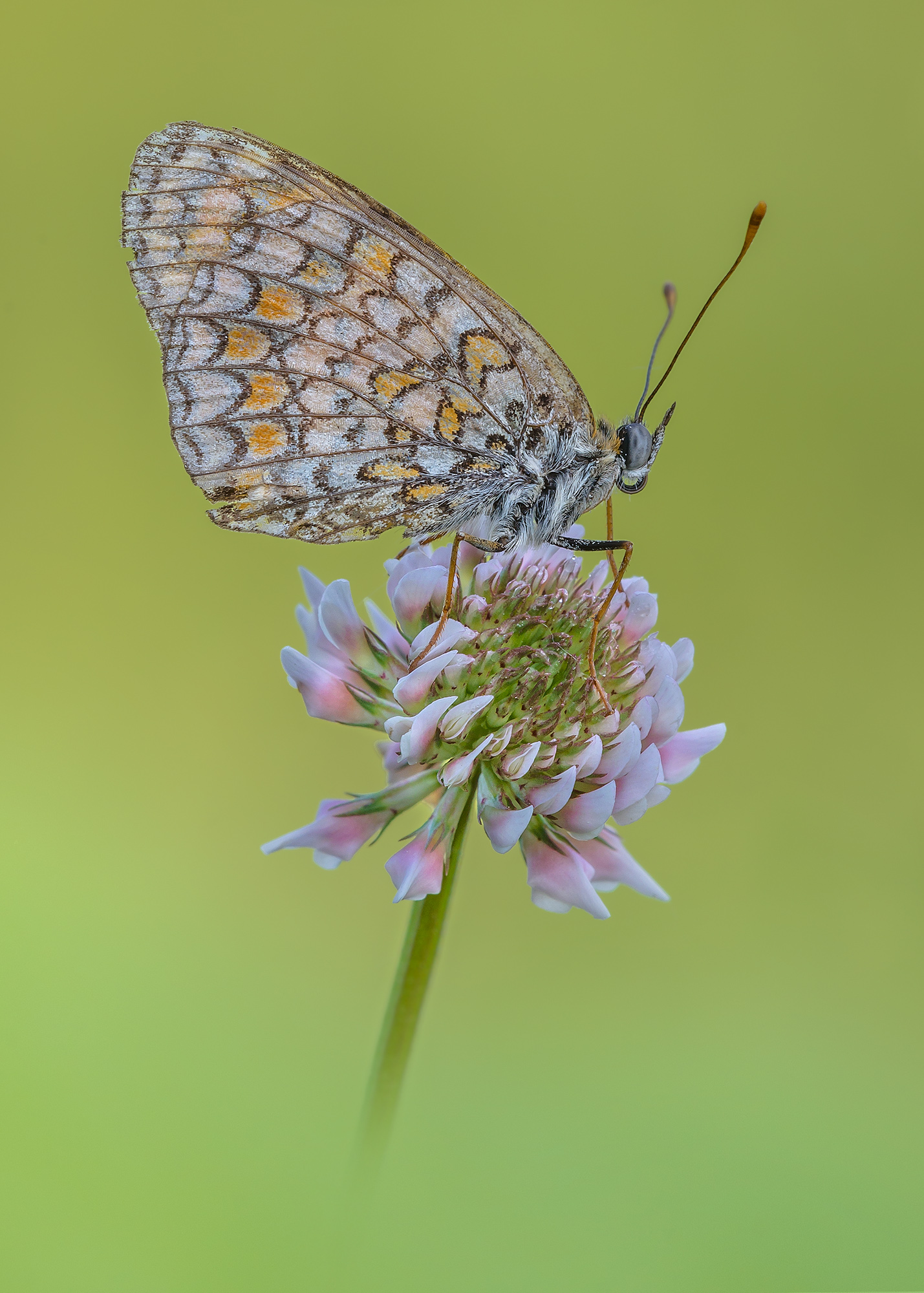 Beauty is in the eye of the beholder ...