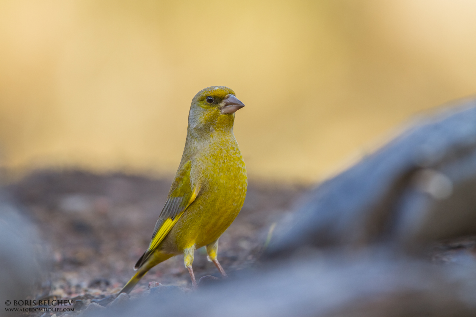 Verdone (Clori chloris)