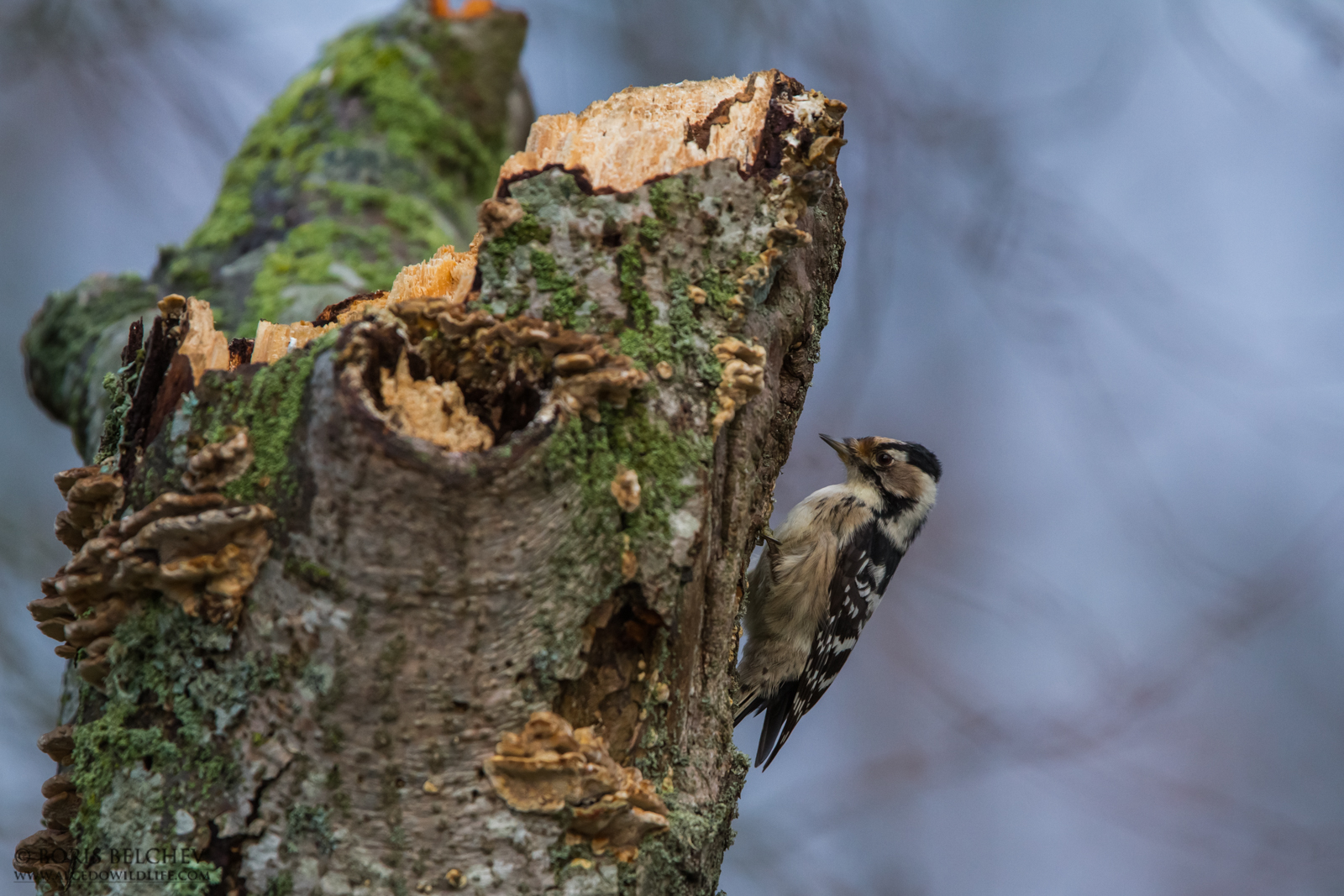Picchio rosso minore (Dendrocopos minor)