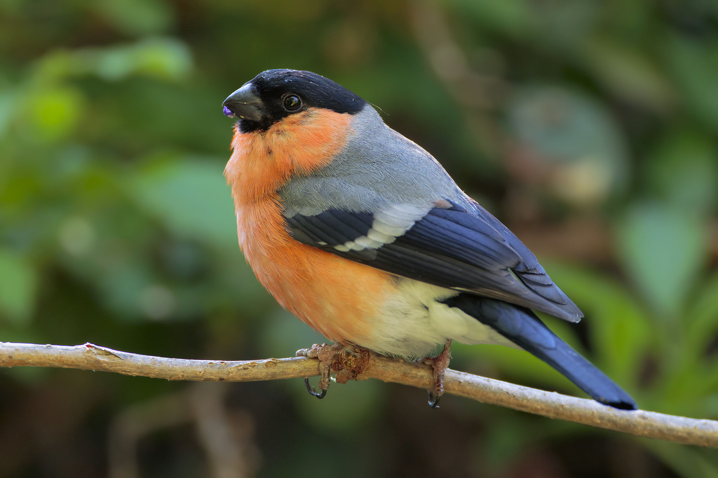 Bullfinch