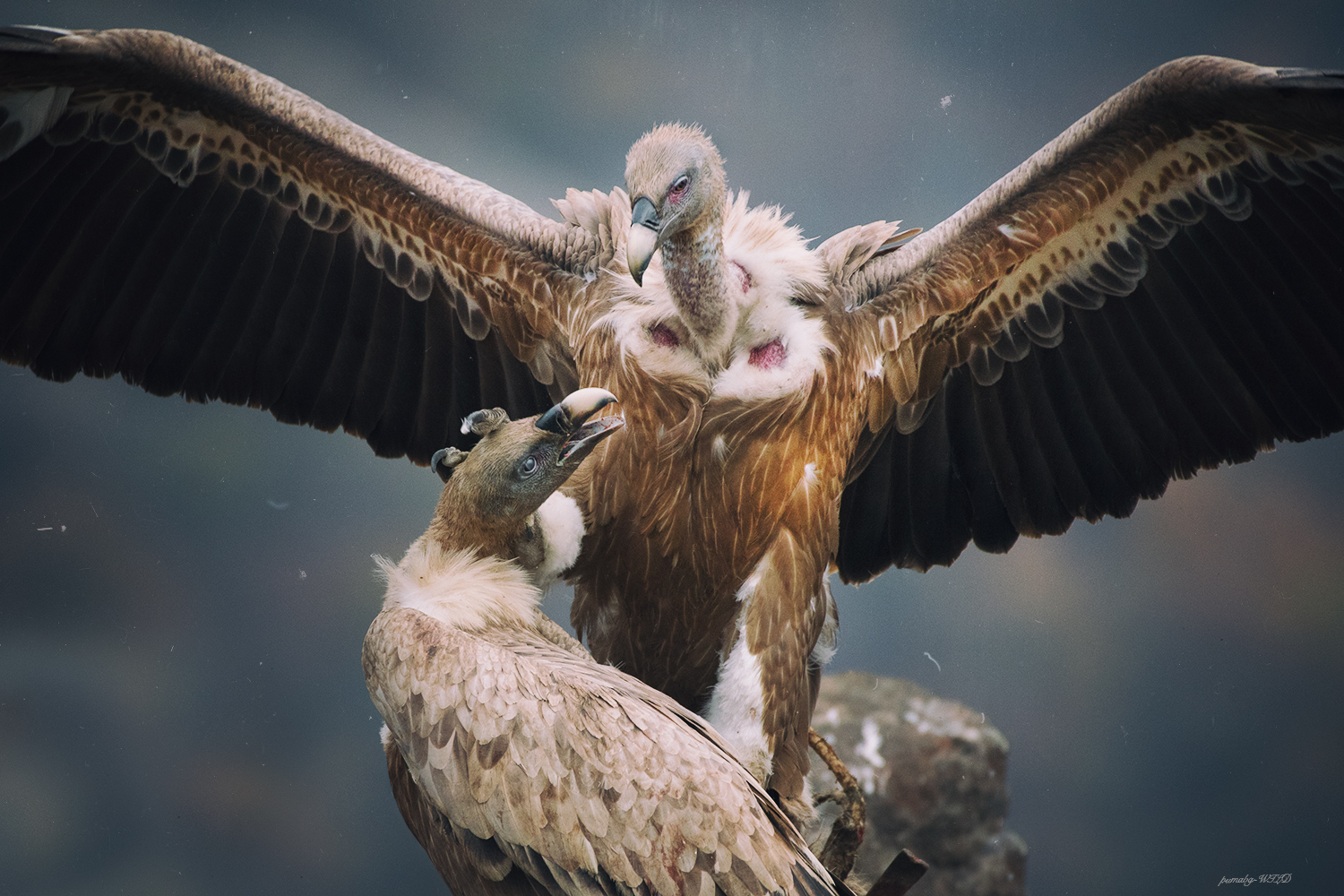 Ombre e la polvere ...