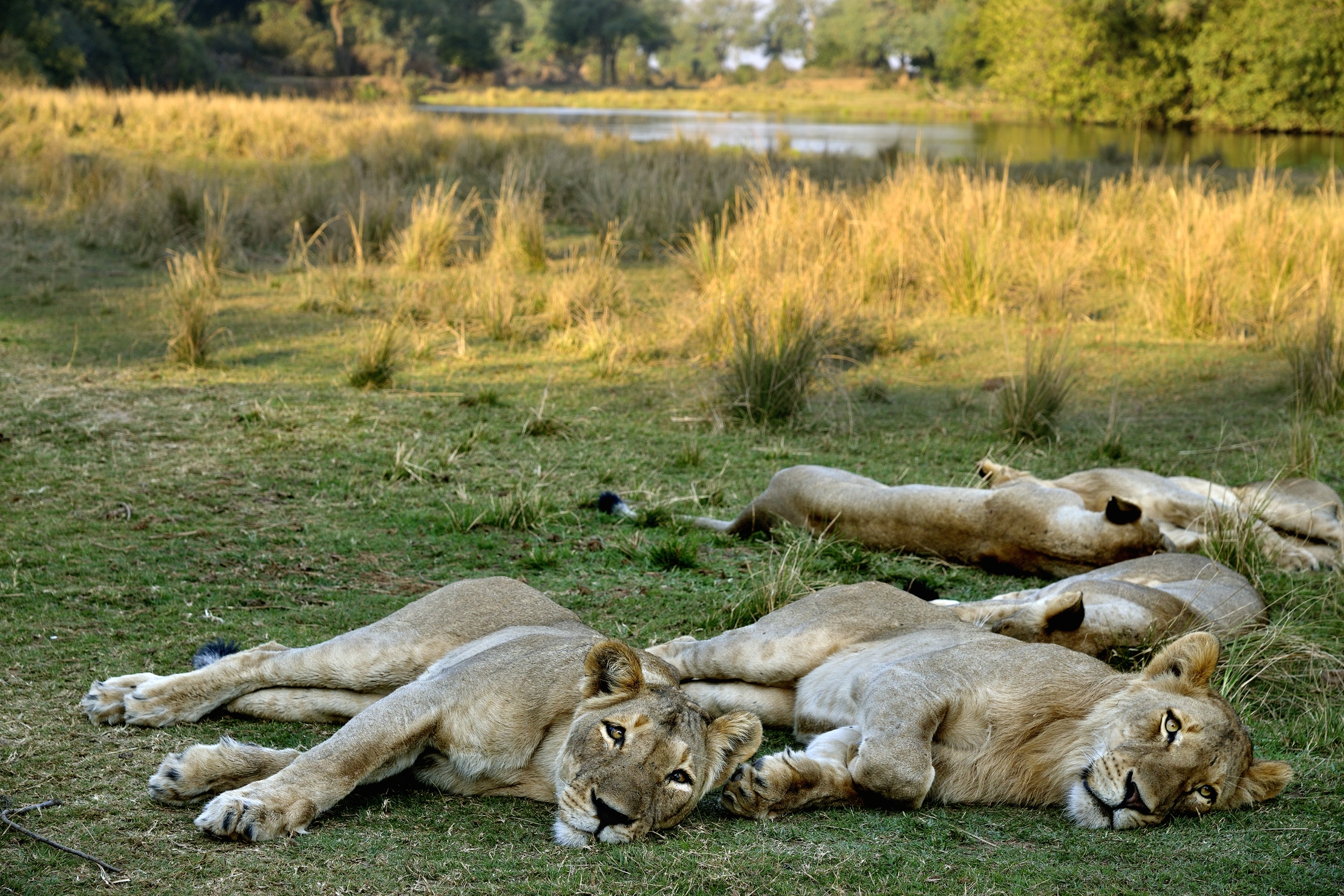 Zambia -  SSSs.silenzio