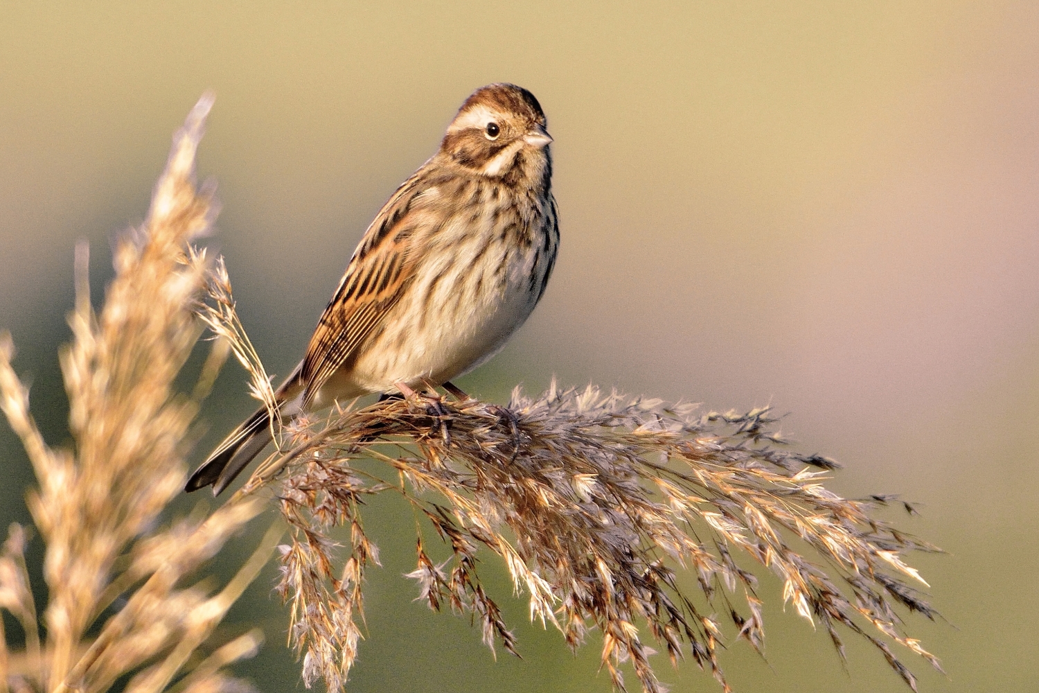 Migliarino di palude