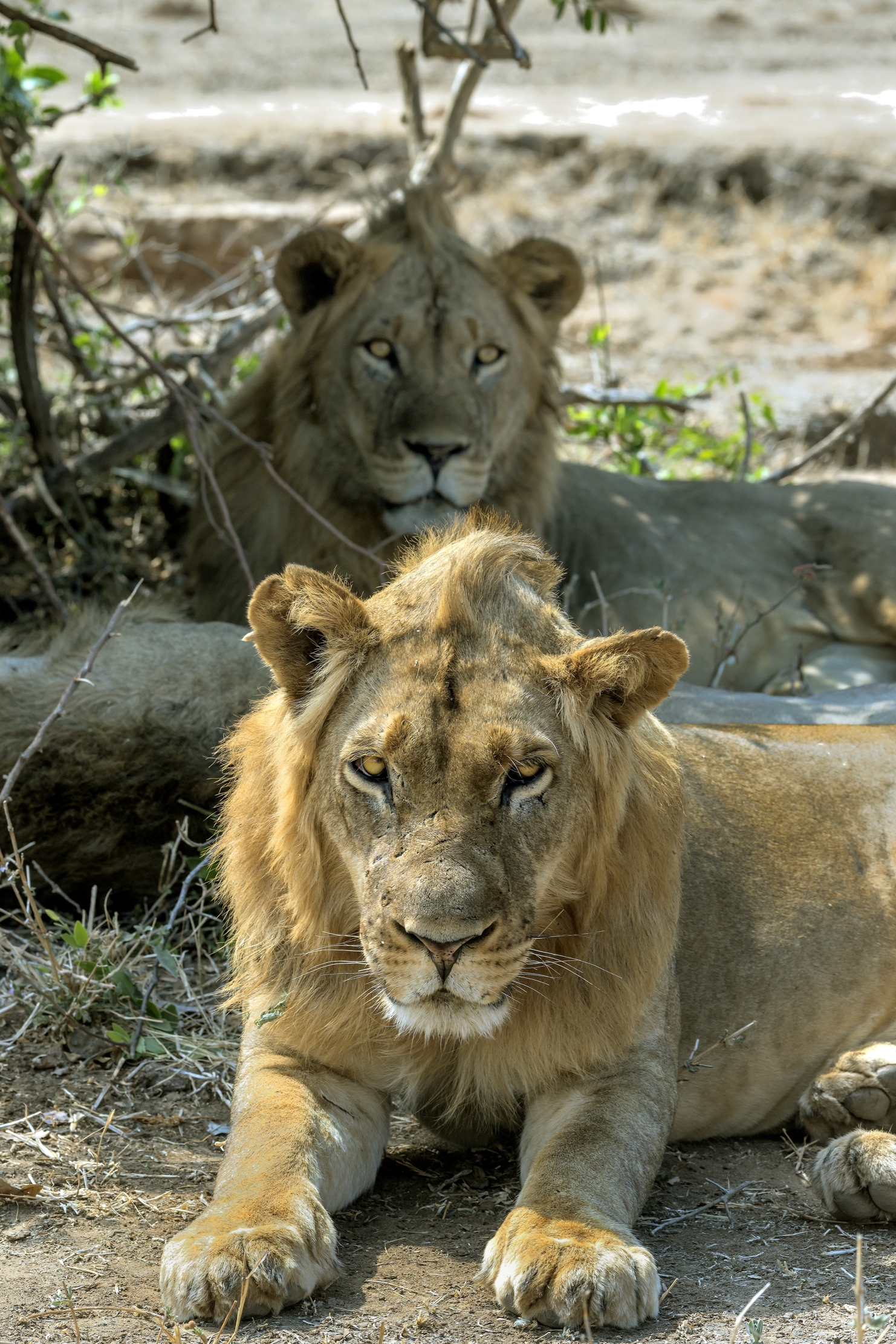 Zambia 2015 -  Lions