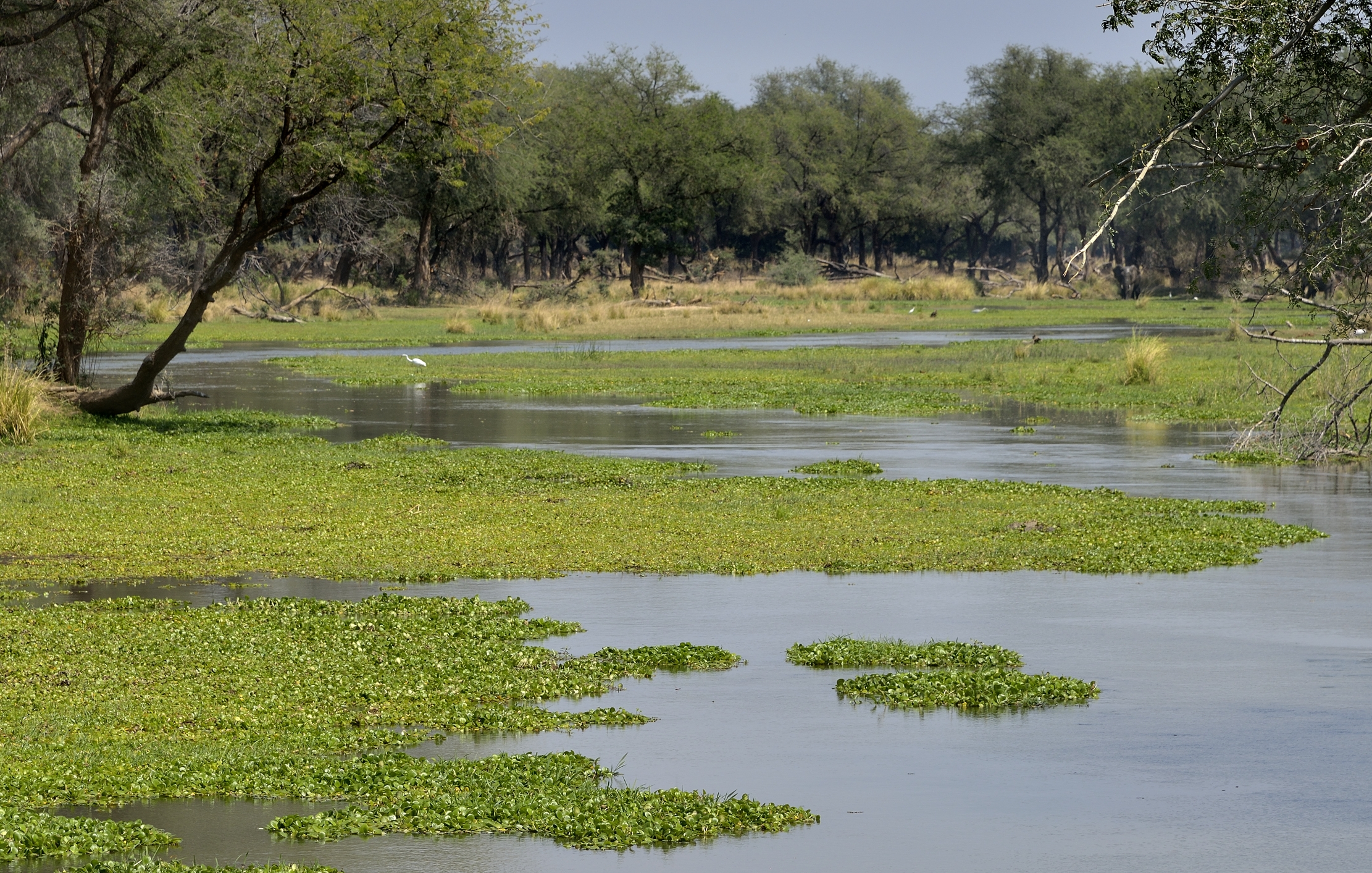 Zambia 2015 - Lower Zambesi