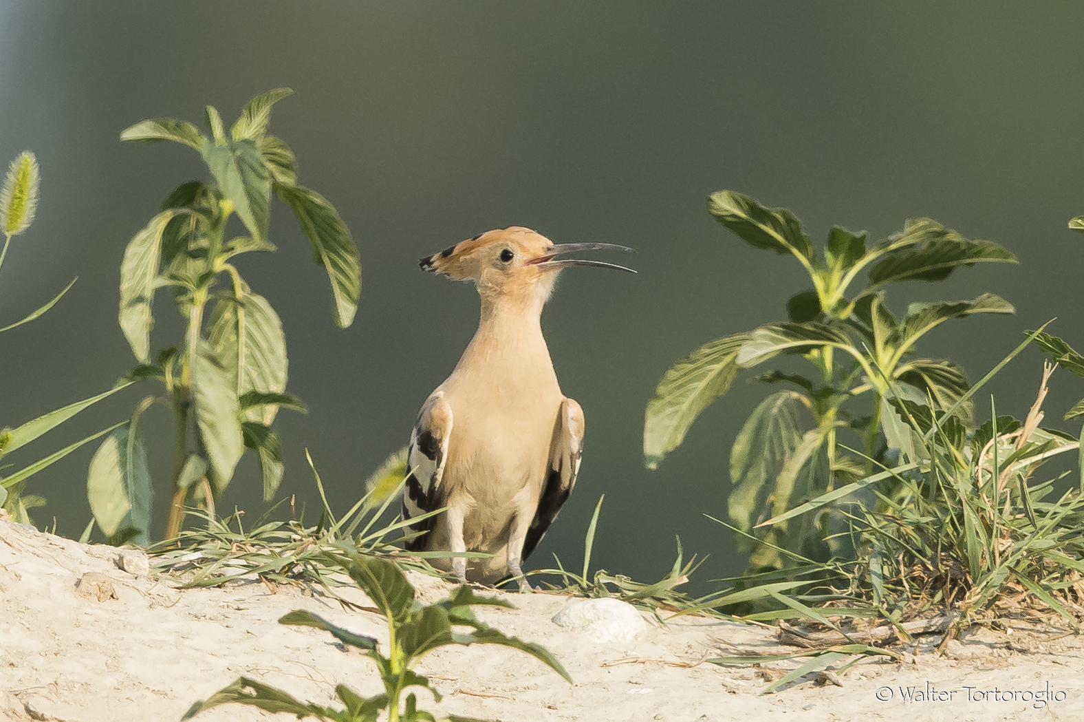 ... You're ticked from the hill