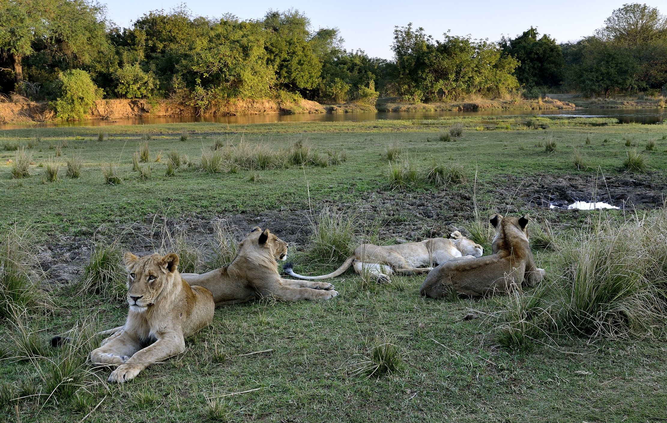 Zambia 2015 -  Sullo Zambesi