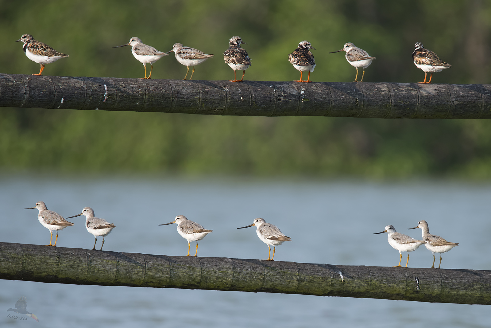 Malaysians coastal birds
