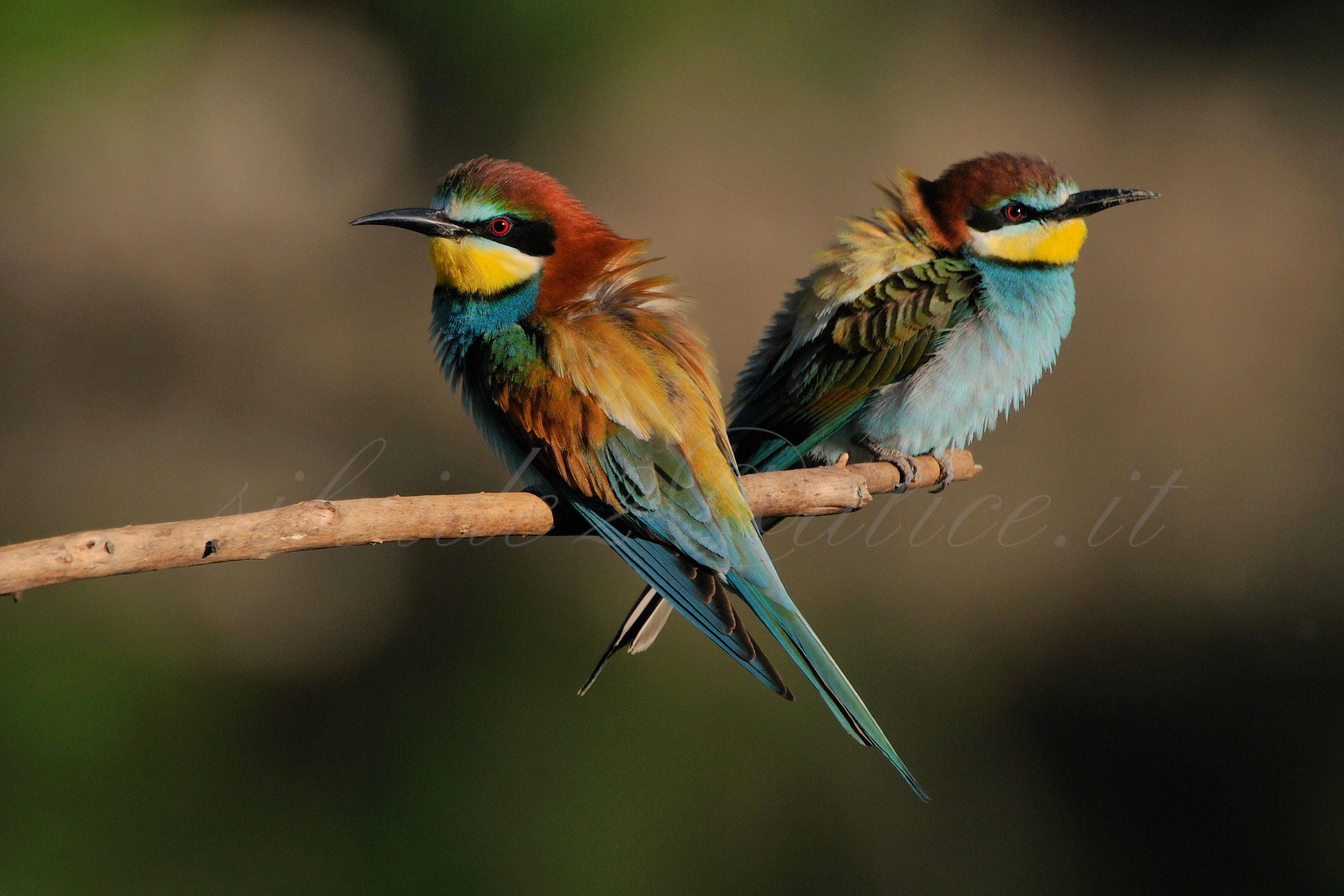 Diversi.......punti di vista