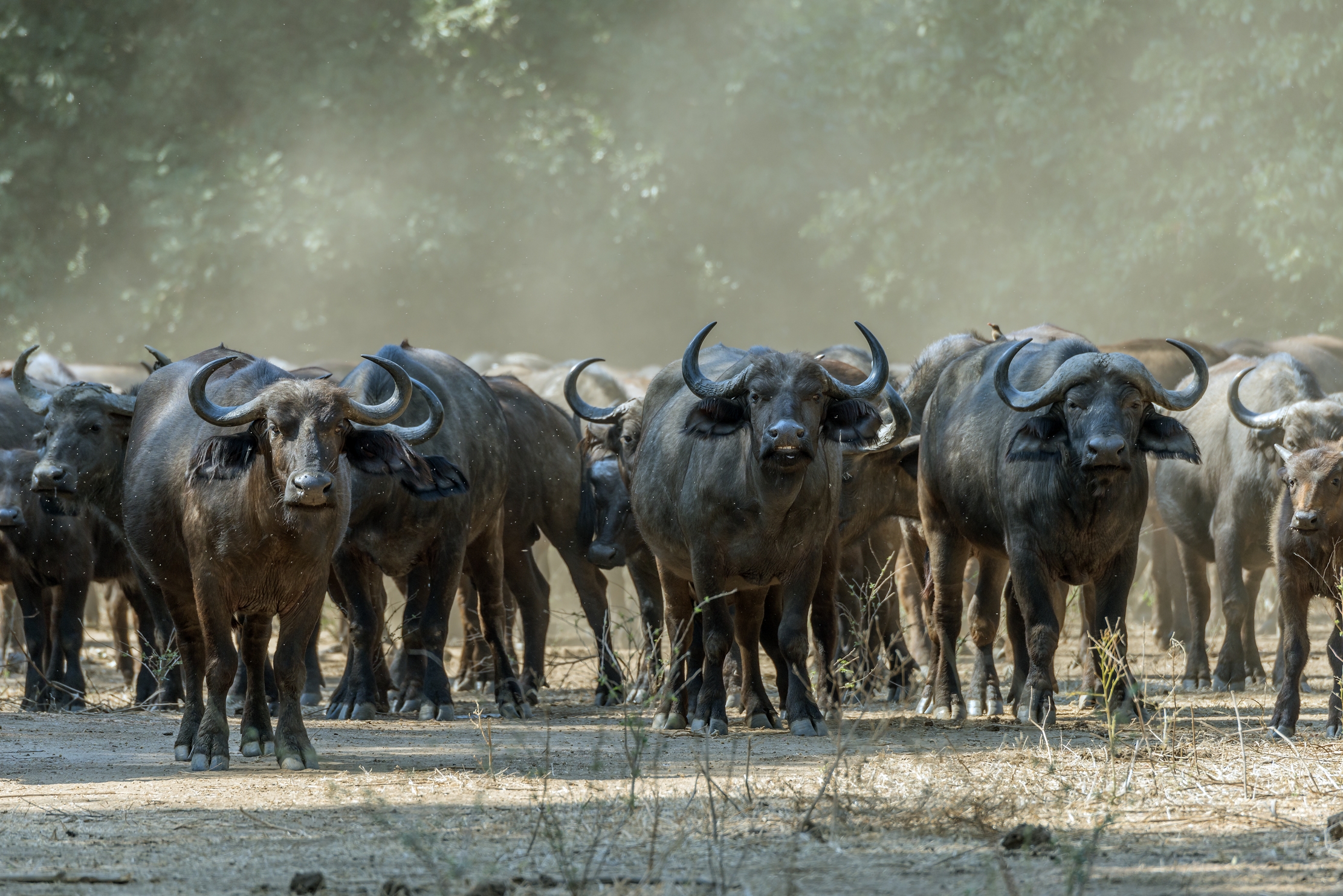 Zambia 2015 -  Bufali