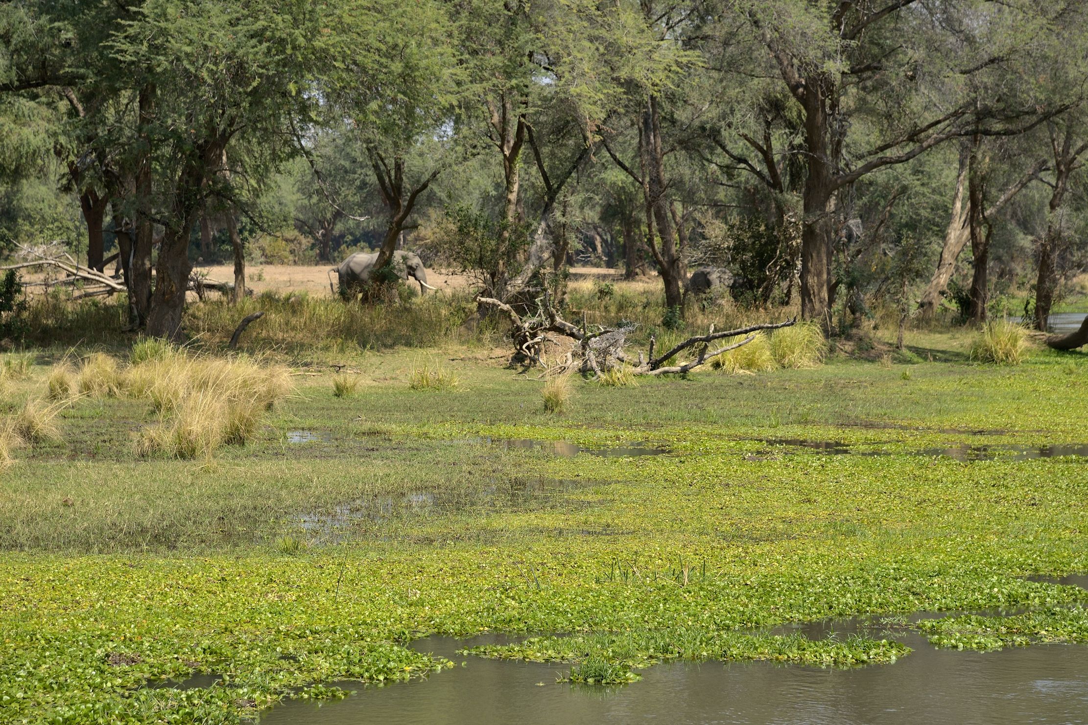 Zambia 2015 - Lower Zambesi paradise