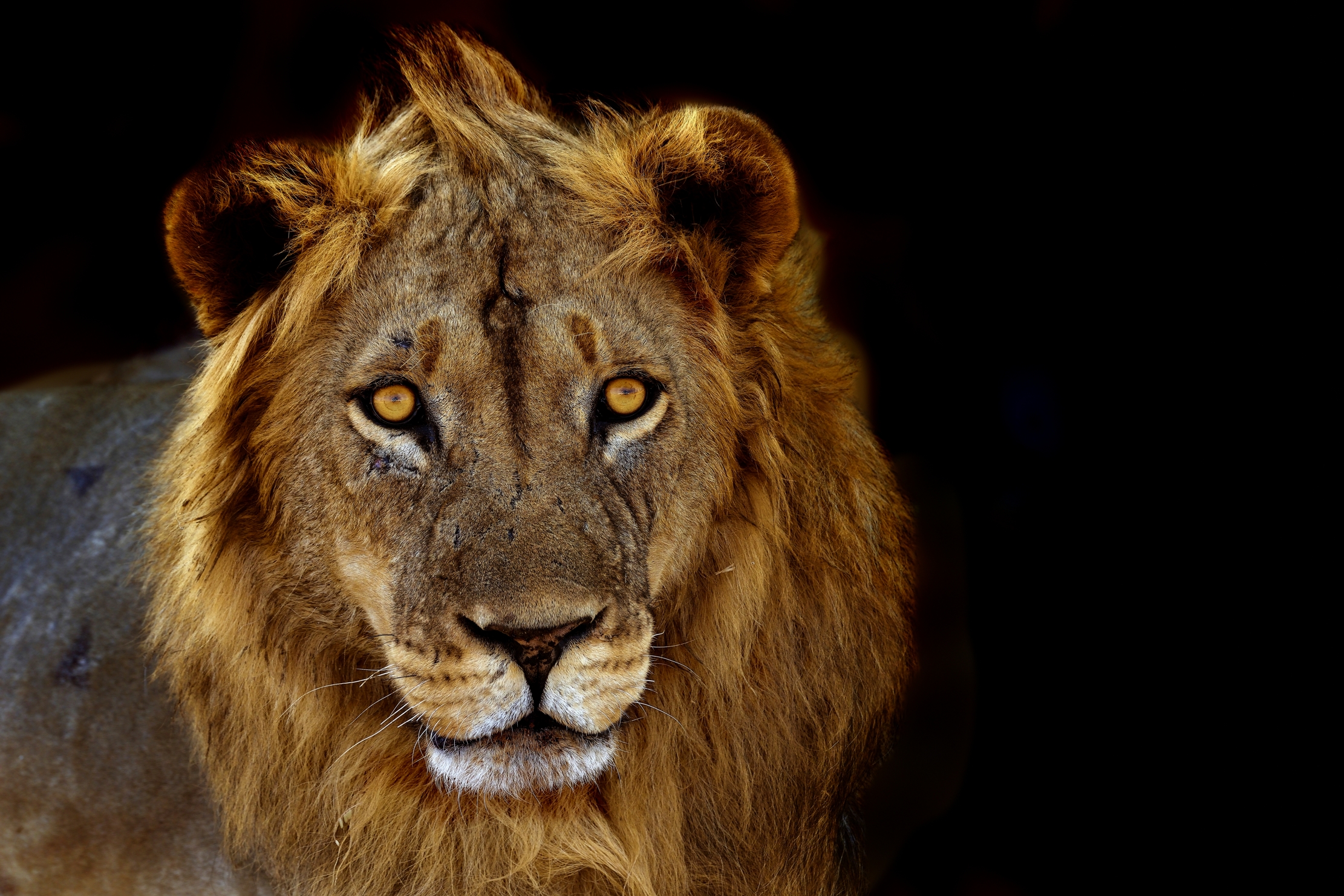 Zambia 2015 -  Lion