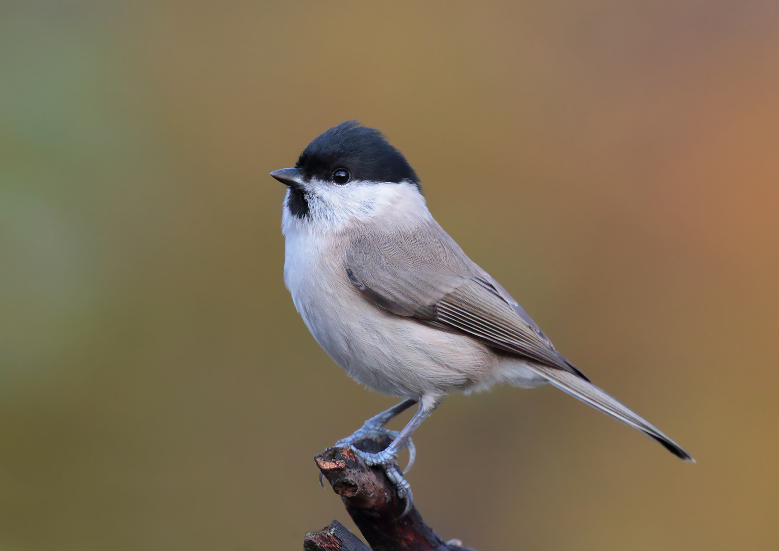 Chickadee
