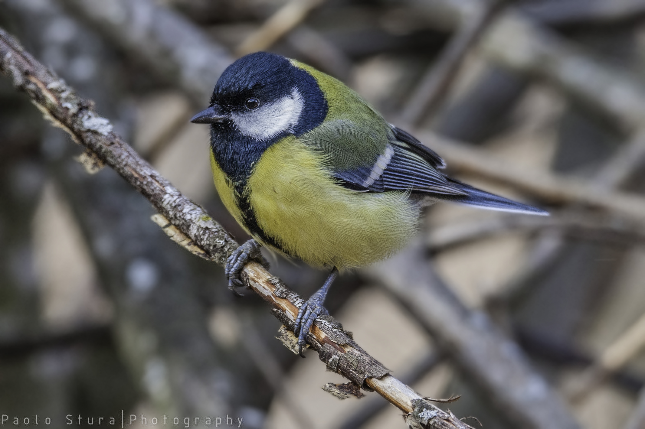 titmouse