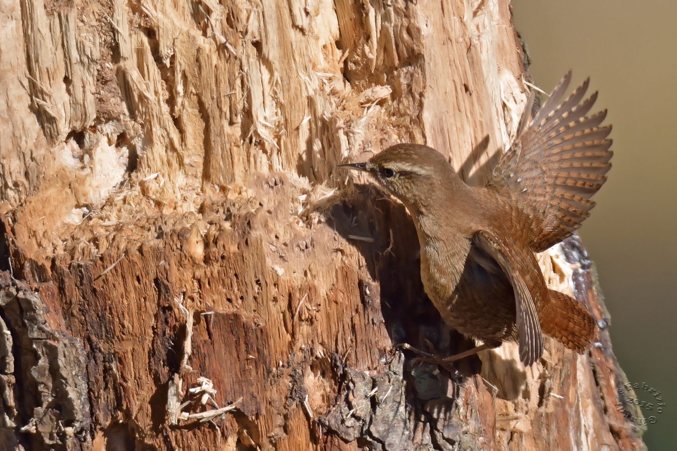 Scricciolo (Troglodytes troglodytes)