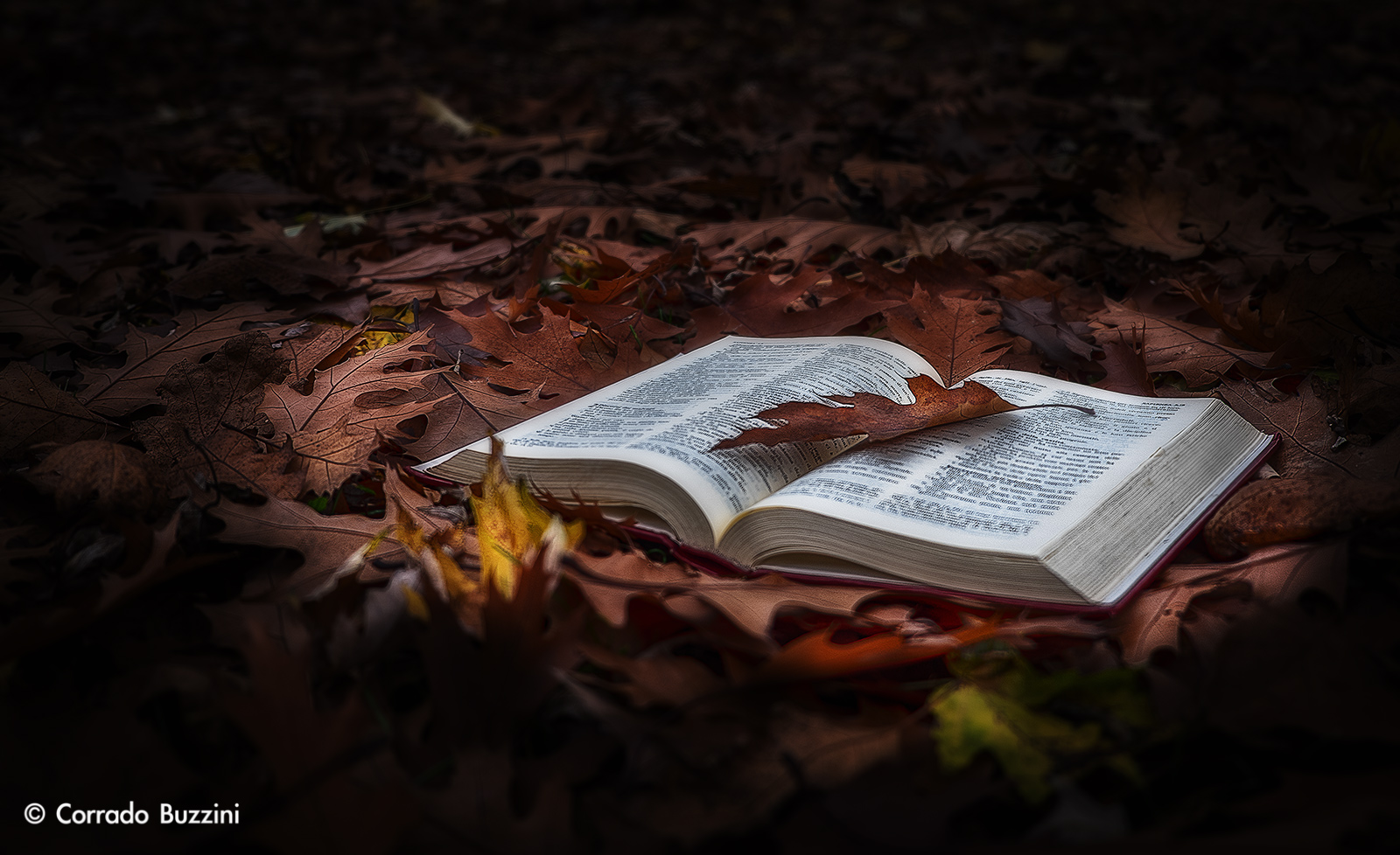 A book in autumn leaves