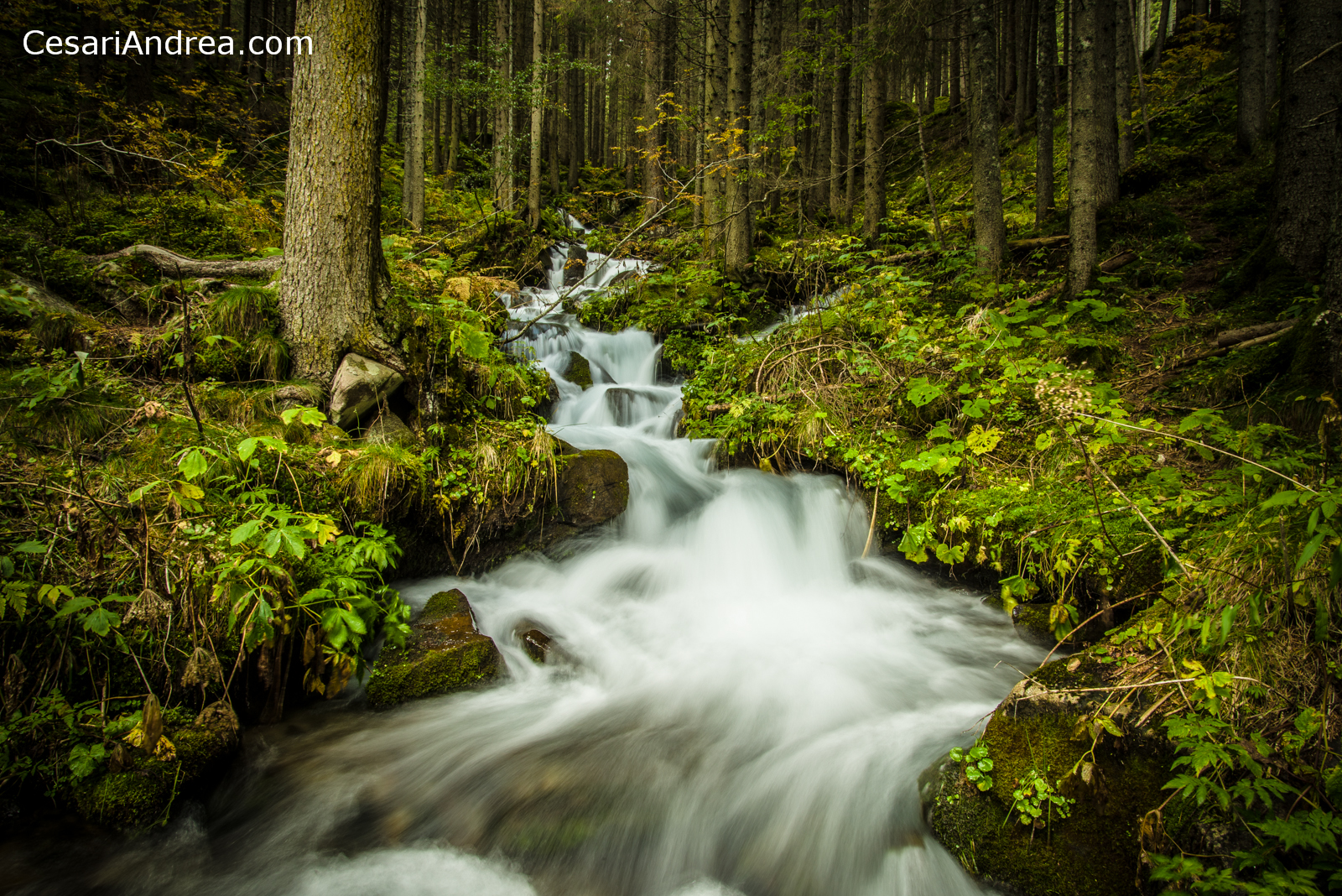 Ruscello San Martino di Castrozza
