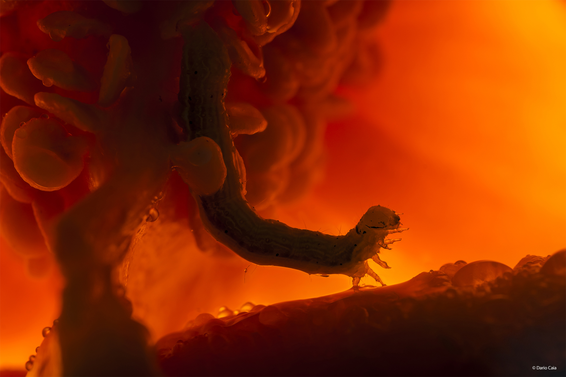 In the dragon's lair