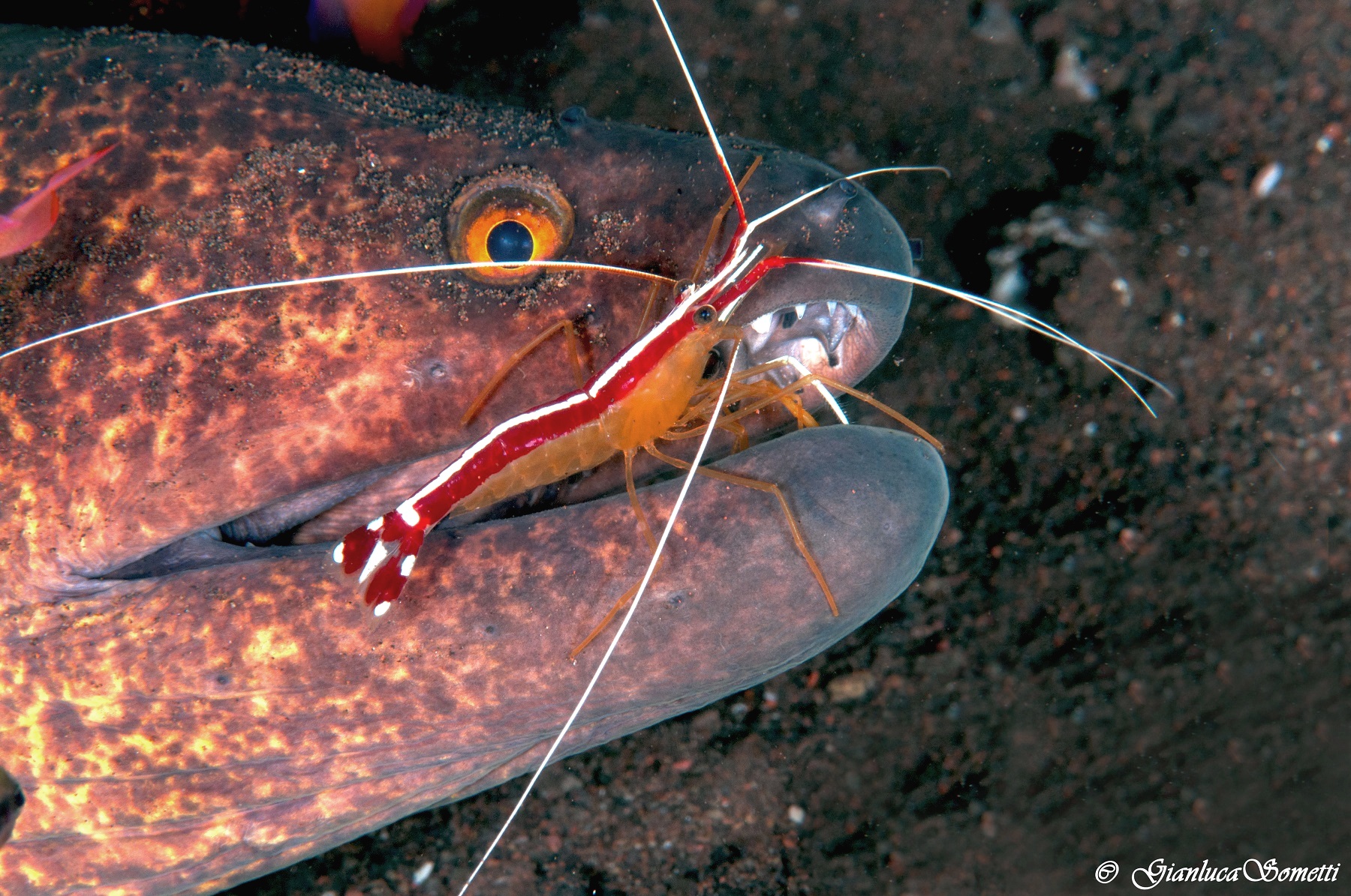 morays cleaning station