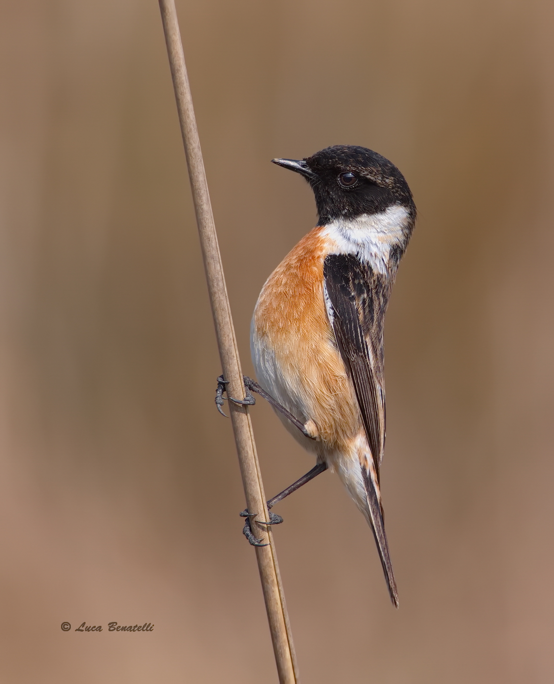 Stonechat