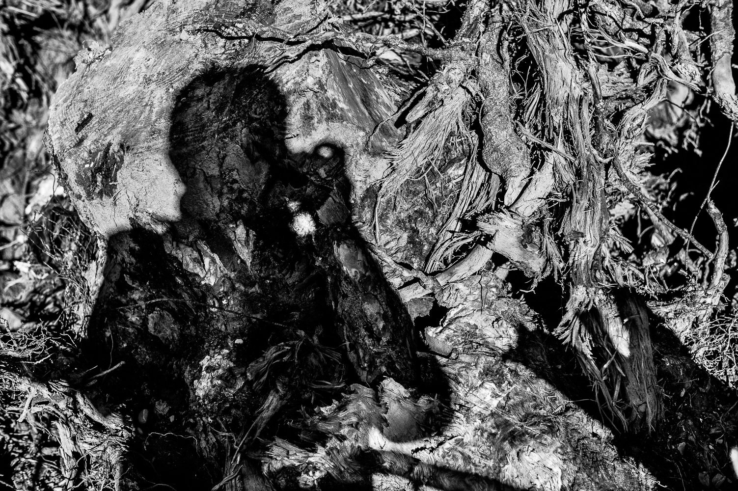 Self portrait Surrealist