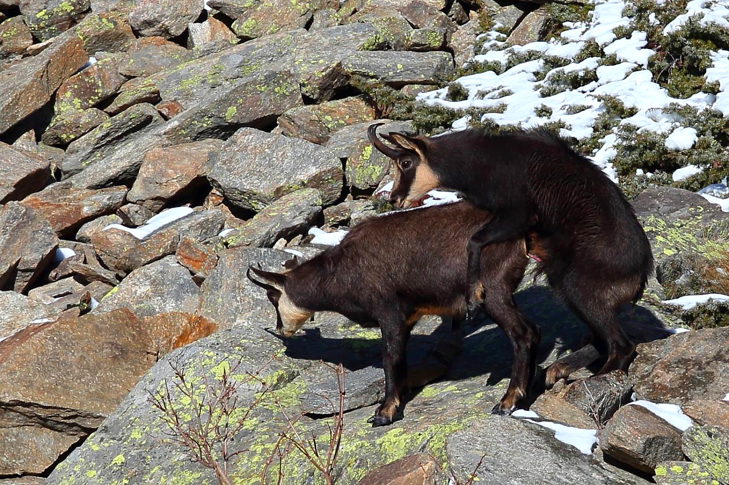 Accoppiiamento chamois